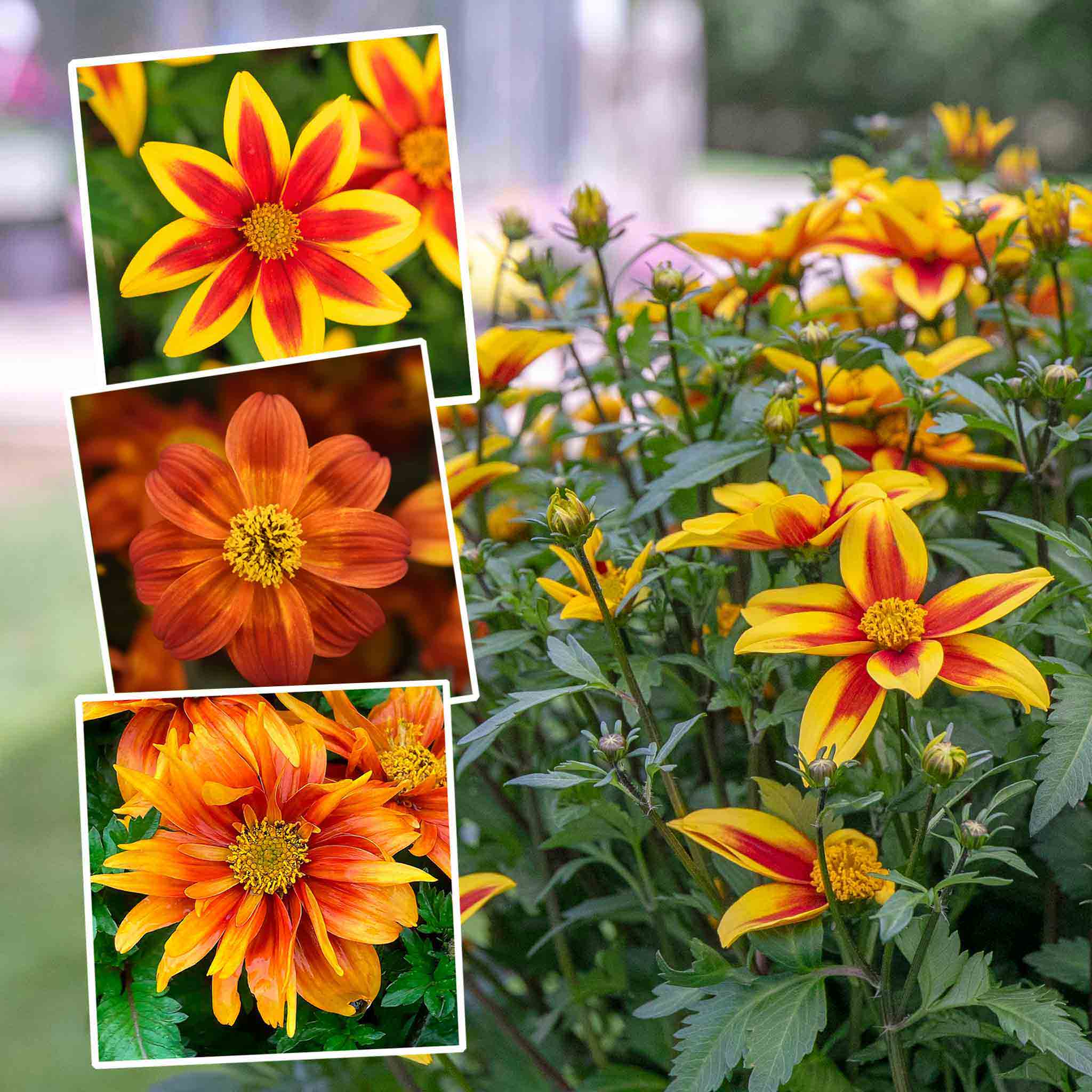 biden flower seeds Bidens Plants Collection