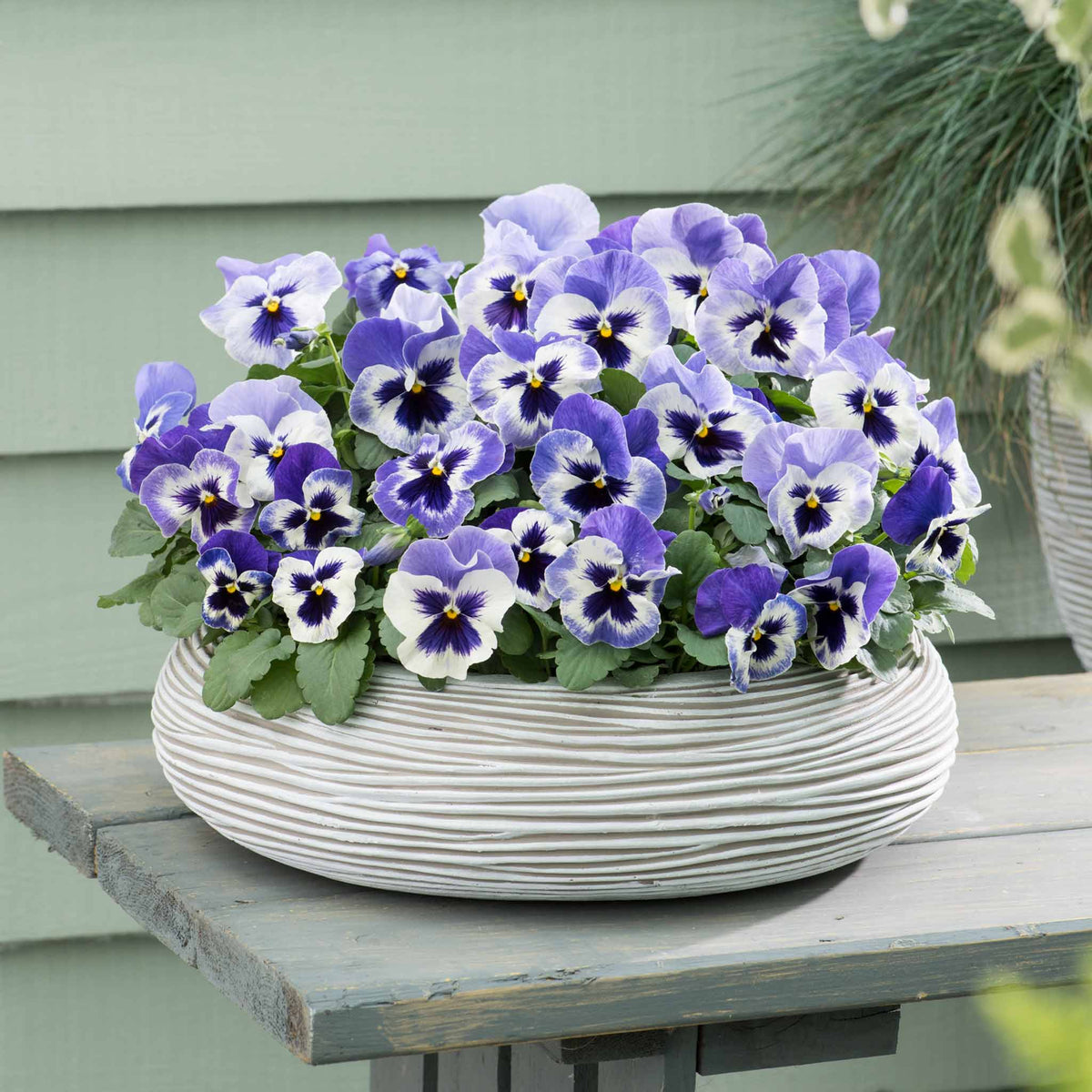 Pansy 'Matrix Marina' 12 Garden Ready Plants Buy Pansy Plants