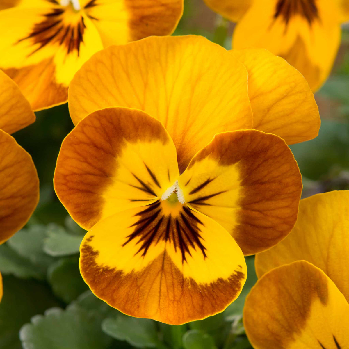 Viola 'Sorbet Honey Bee' 12 Garden Ready Plants Buy Viola Plants