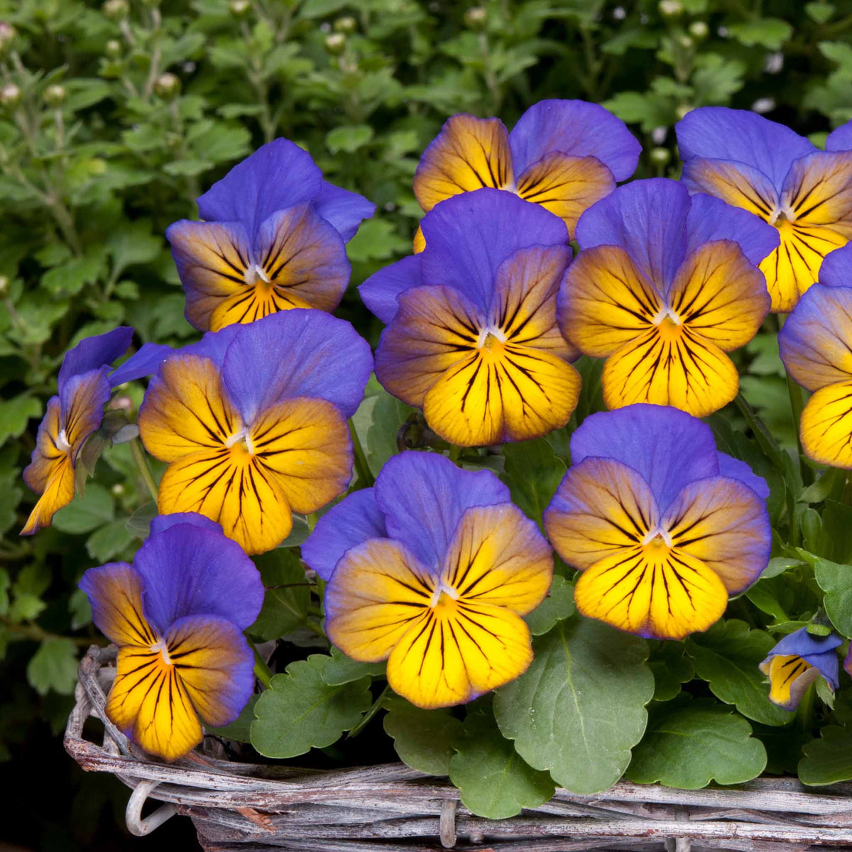 Viola 'Sorbet Morpho' 12 Garden Ready Plants Buy Viola Plants