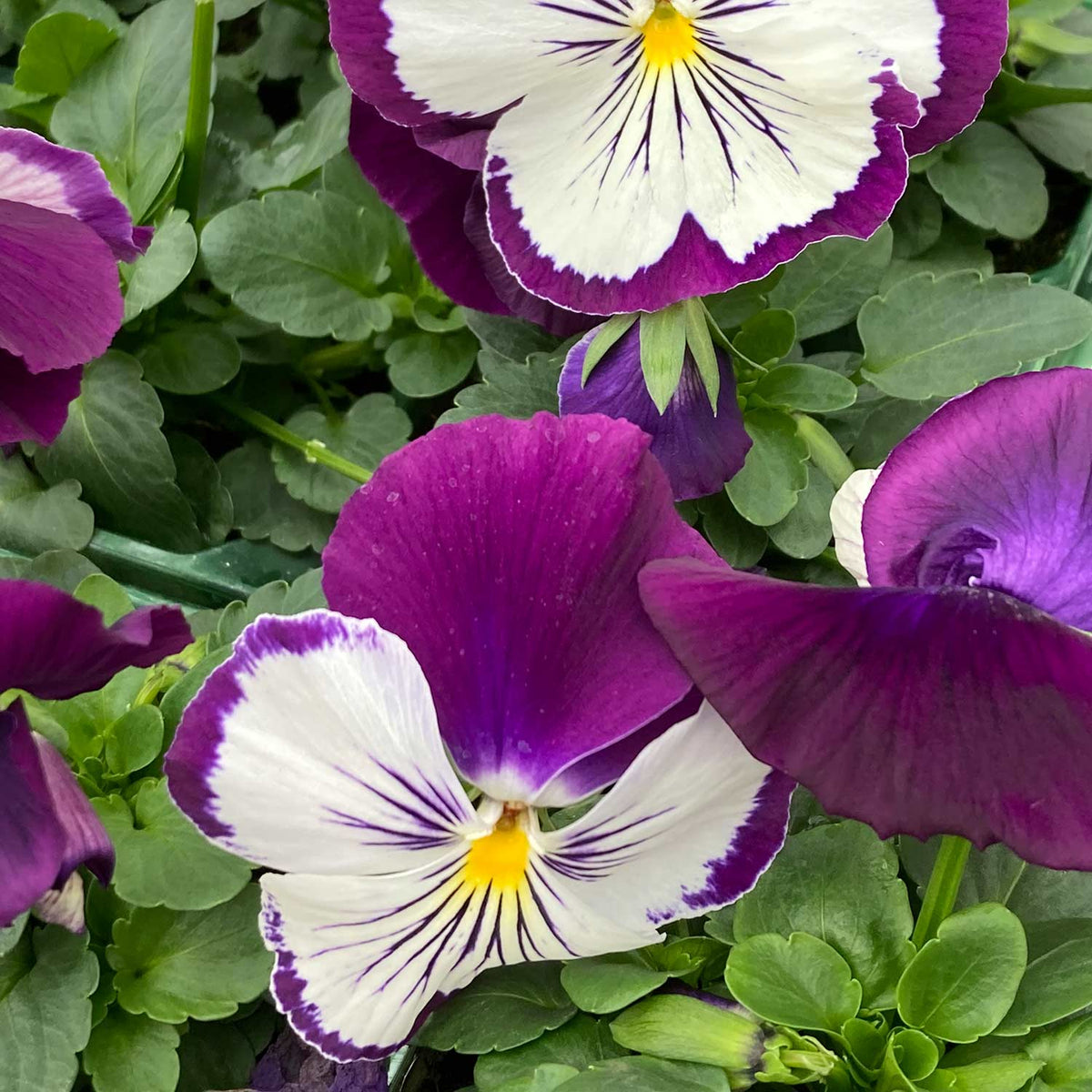 Pansy Cats Plus 'Purple and White' 12 Garden Ready Plants Buy Pansy