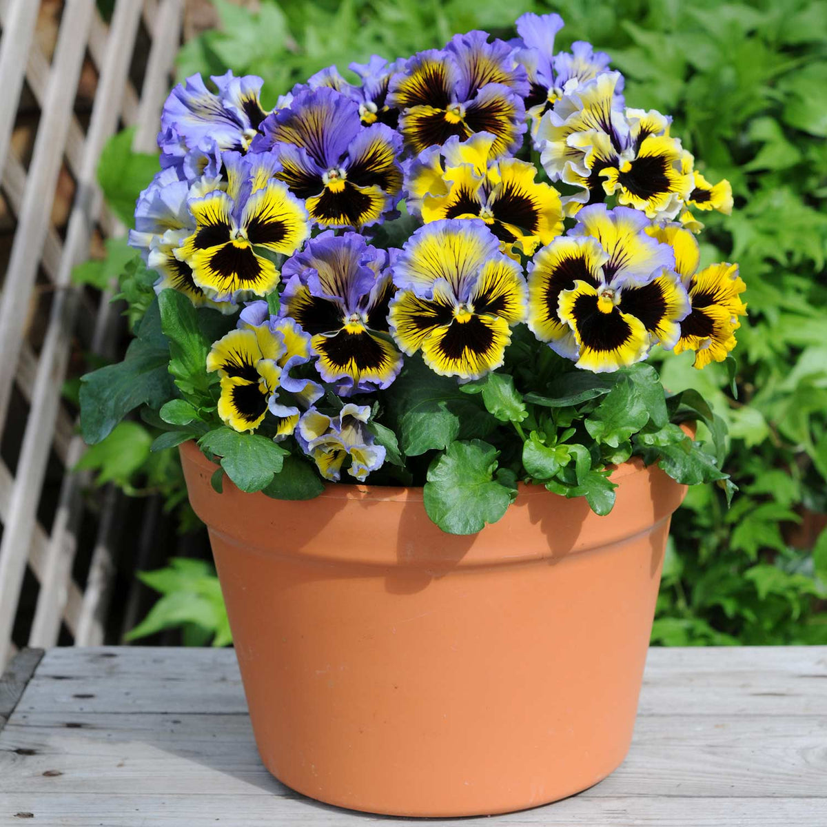 Pansy 'frizzle Sizzle' Yellow Blue Swirl - 12 Garden Ready Plants 