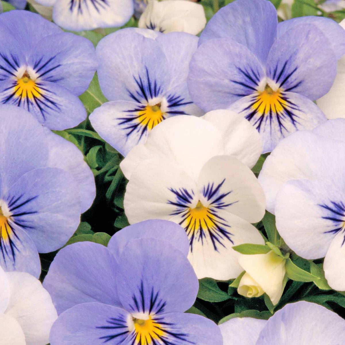 Viola 'Yesterday, Today, Tomorrow' 12 Garden Ready Plants Buy Viola