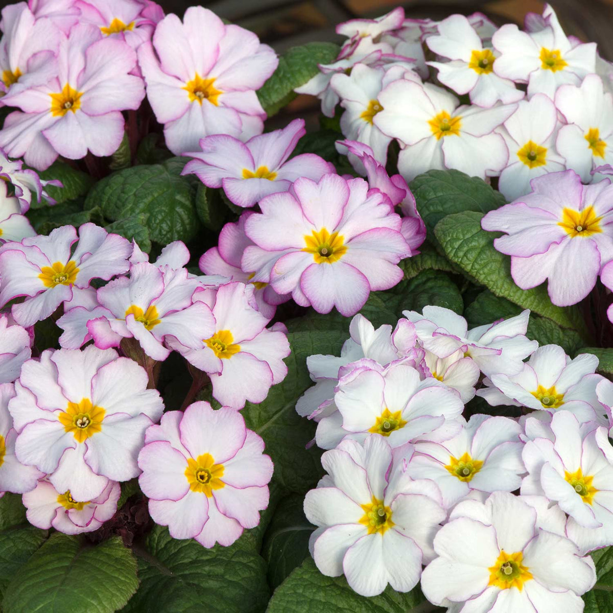 Primrose 'antique' - 12 Garden Ready Plants 