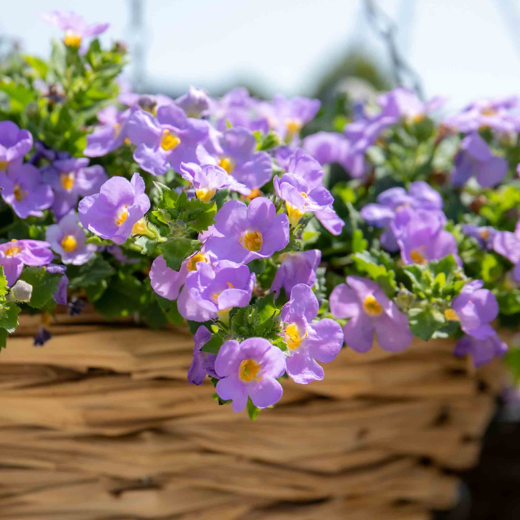 hanging basket bacopa plant Bacopa Plant 'Megacopa Blue'