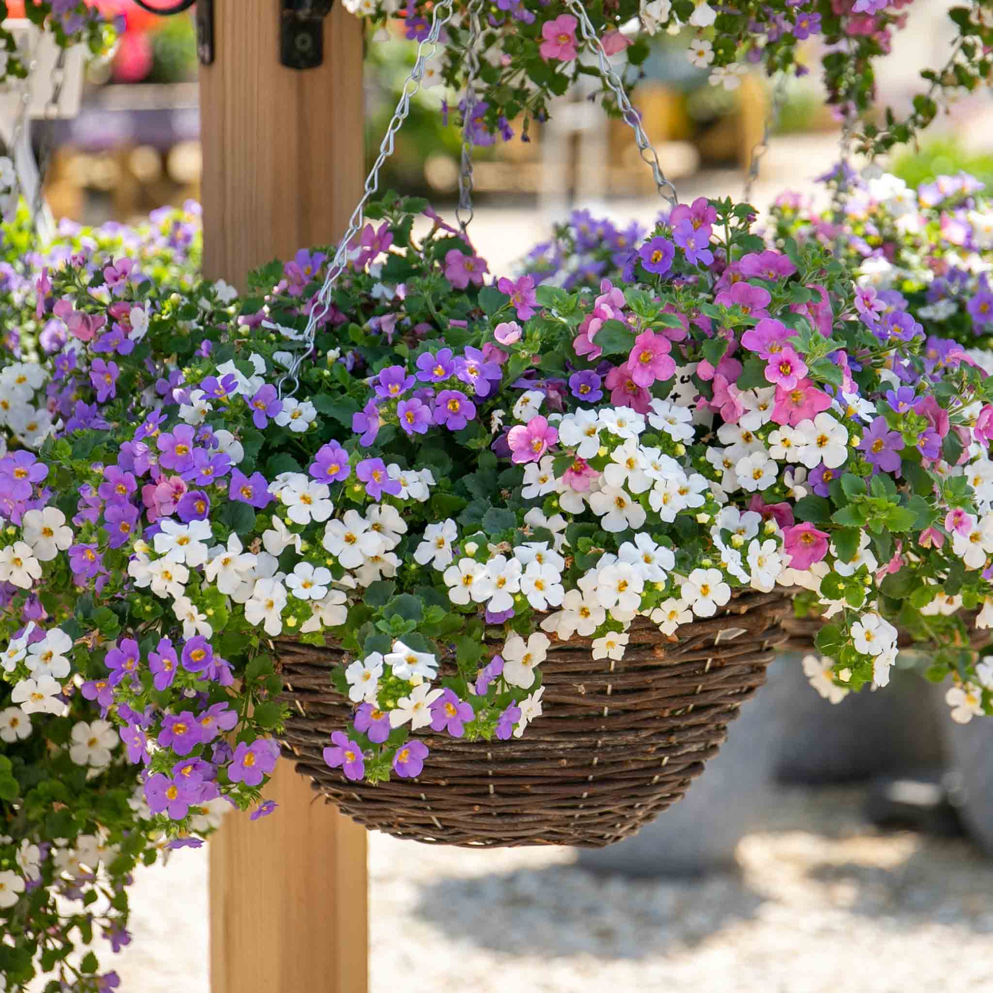 black and gold hanging planter Bacopa Plant 'Megacopa Collection'