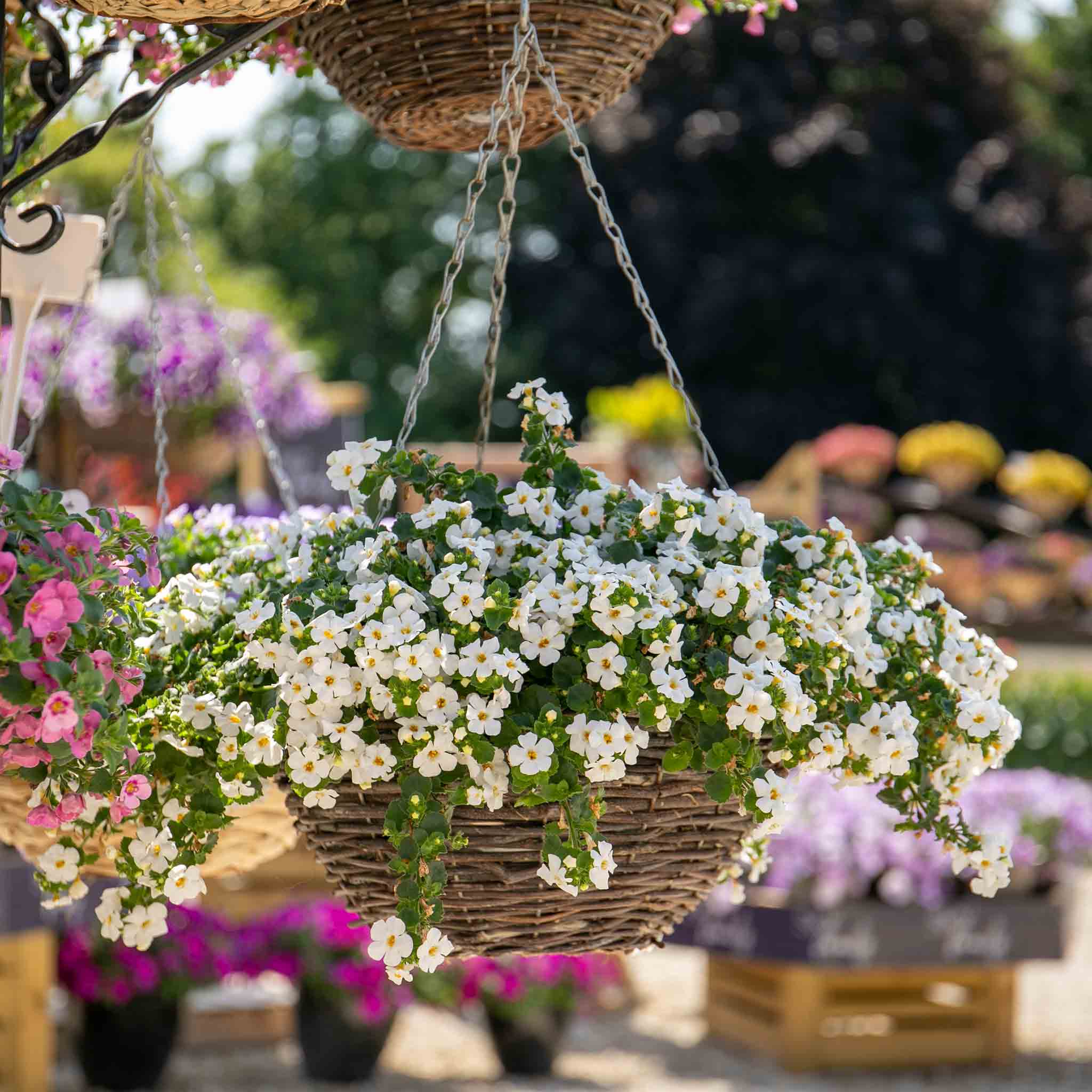 bacopa potted plant Bacopa Plant 'Megacopa White'