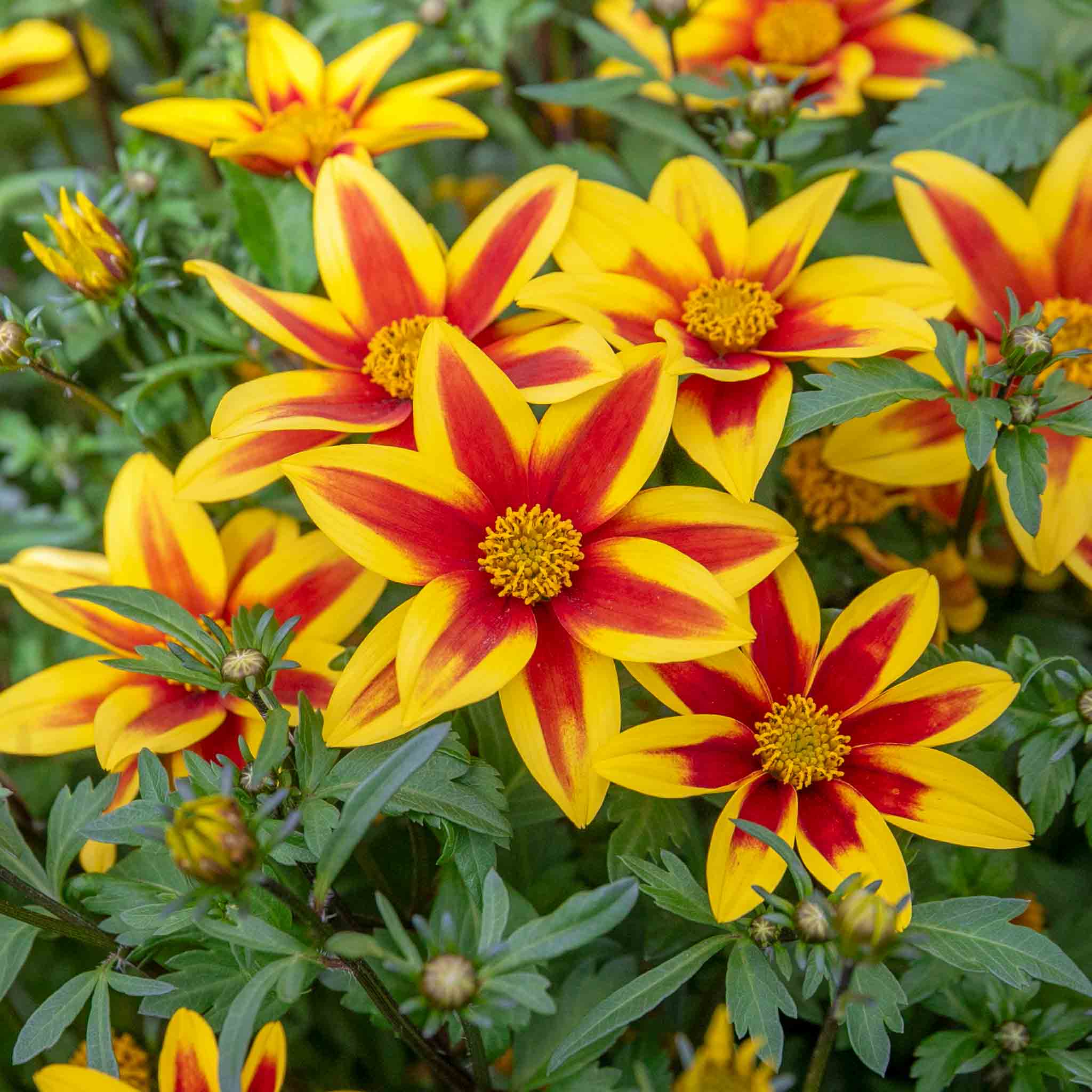 Bidens Plant 'Blazing Star'