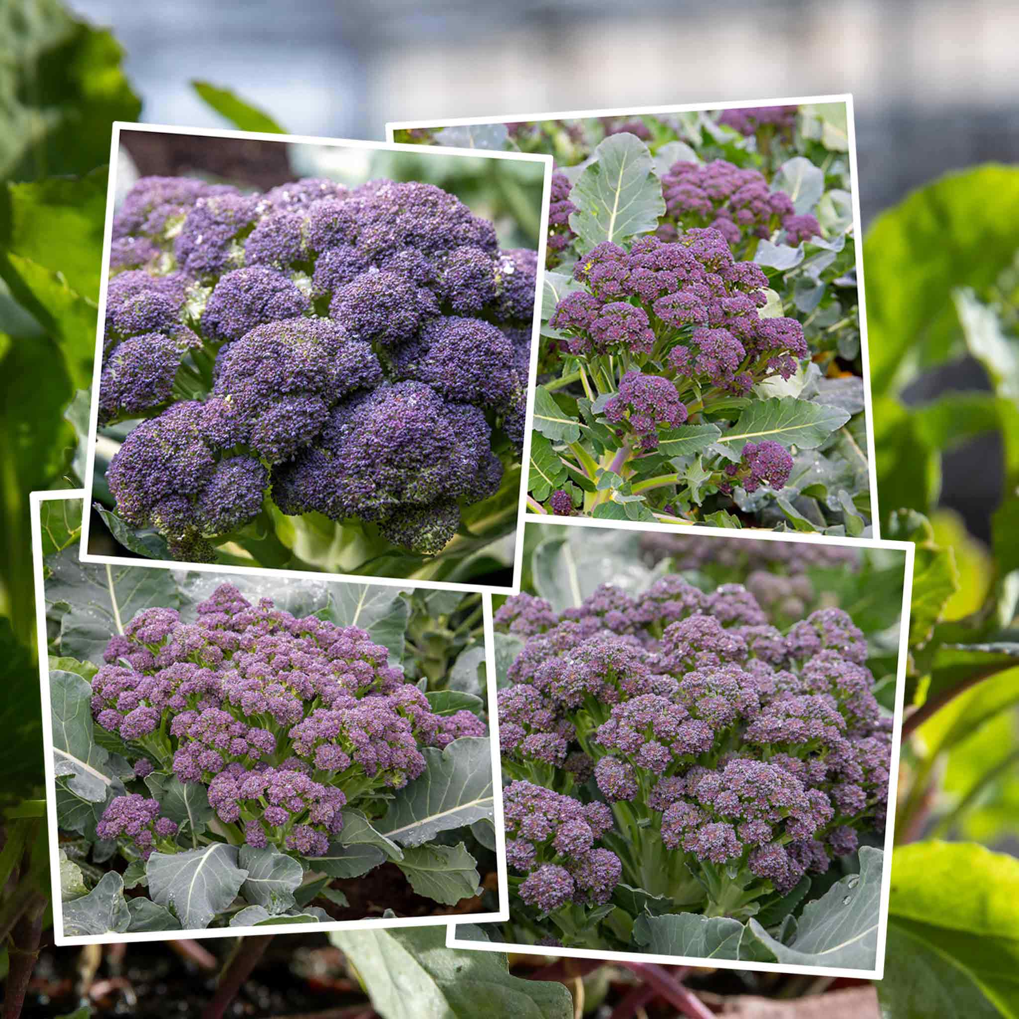 broccoli flower seeds Broccoli Seeds 'All Season' Collection