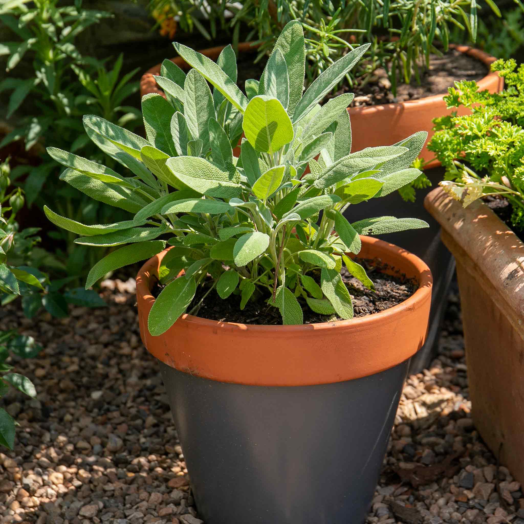 sage plant potted Sage Plant 'Salvia Officianalis'