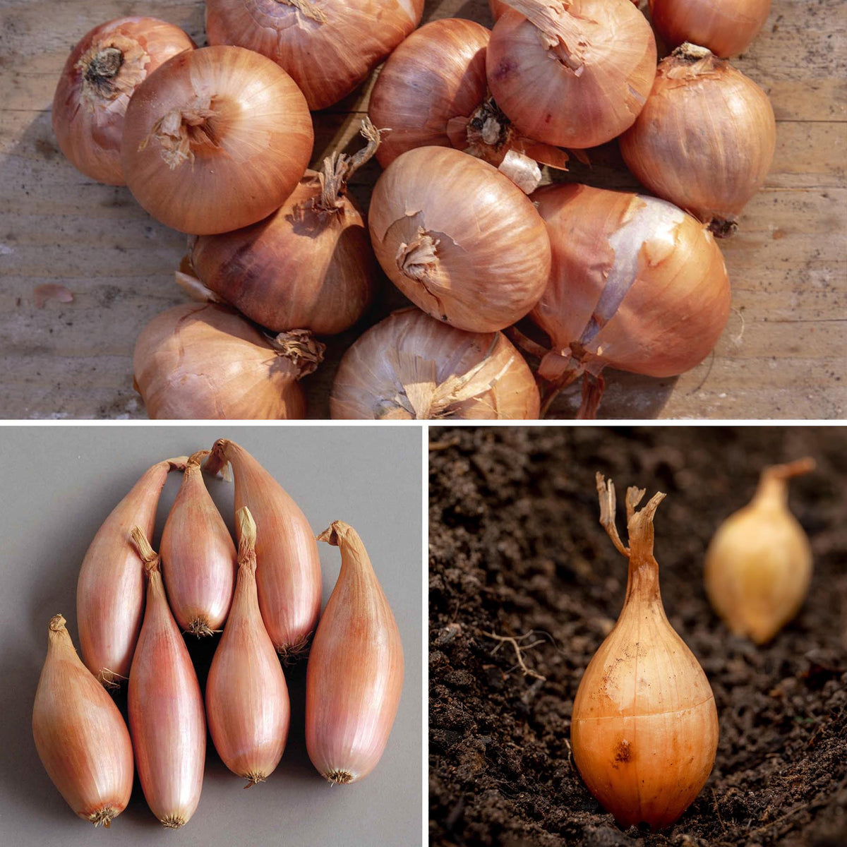 Shallot 'Growers Pick' 15 Sets Buy Shallot Seeds Online Shallot