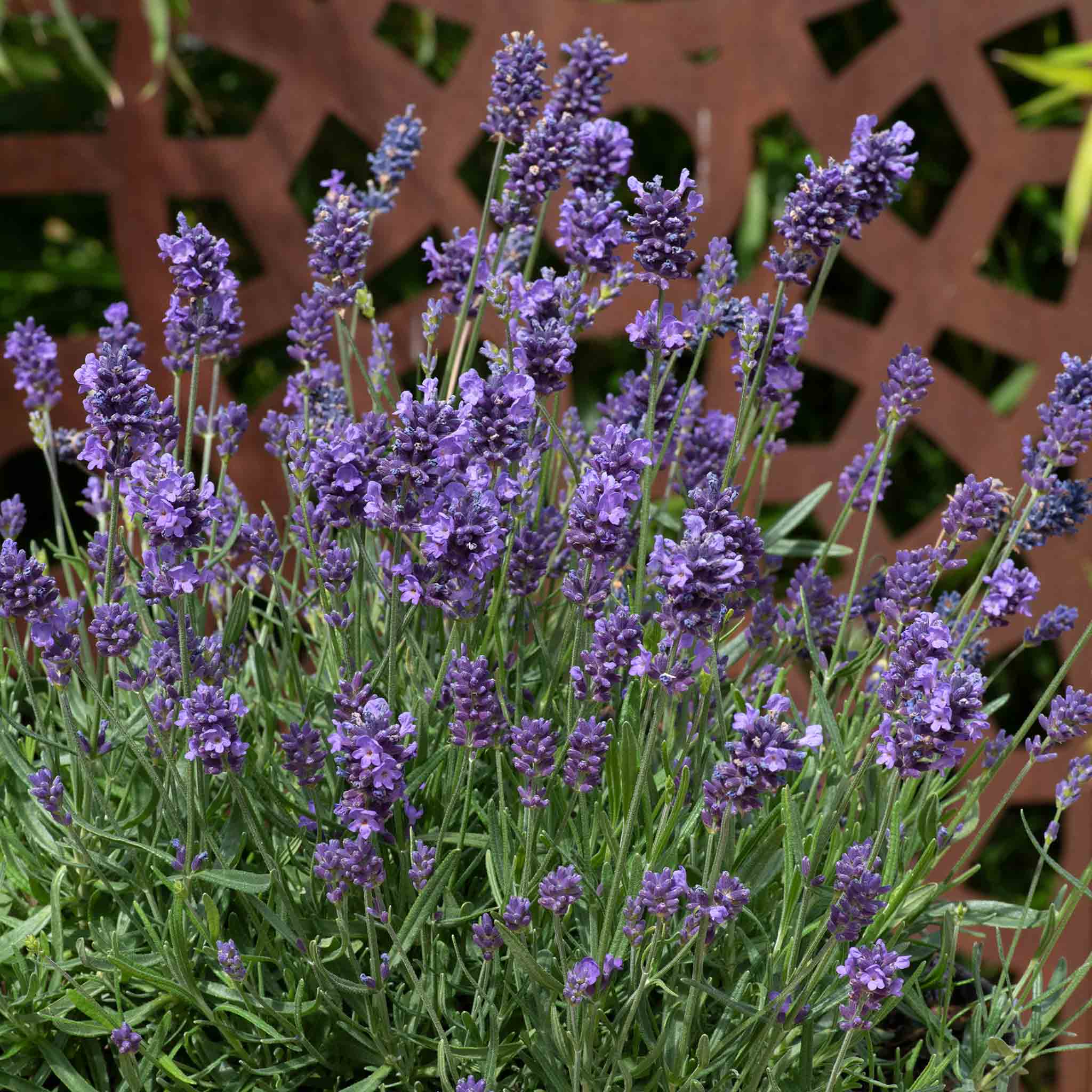 mass planting lavender Lavender Plant 'Munstead Strain'