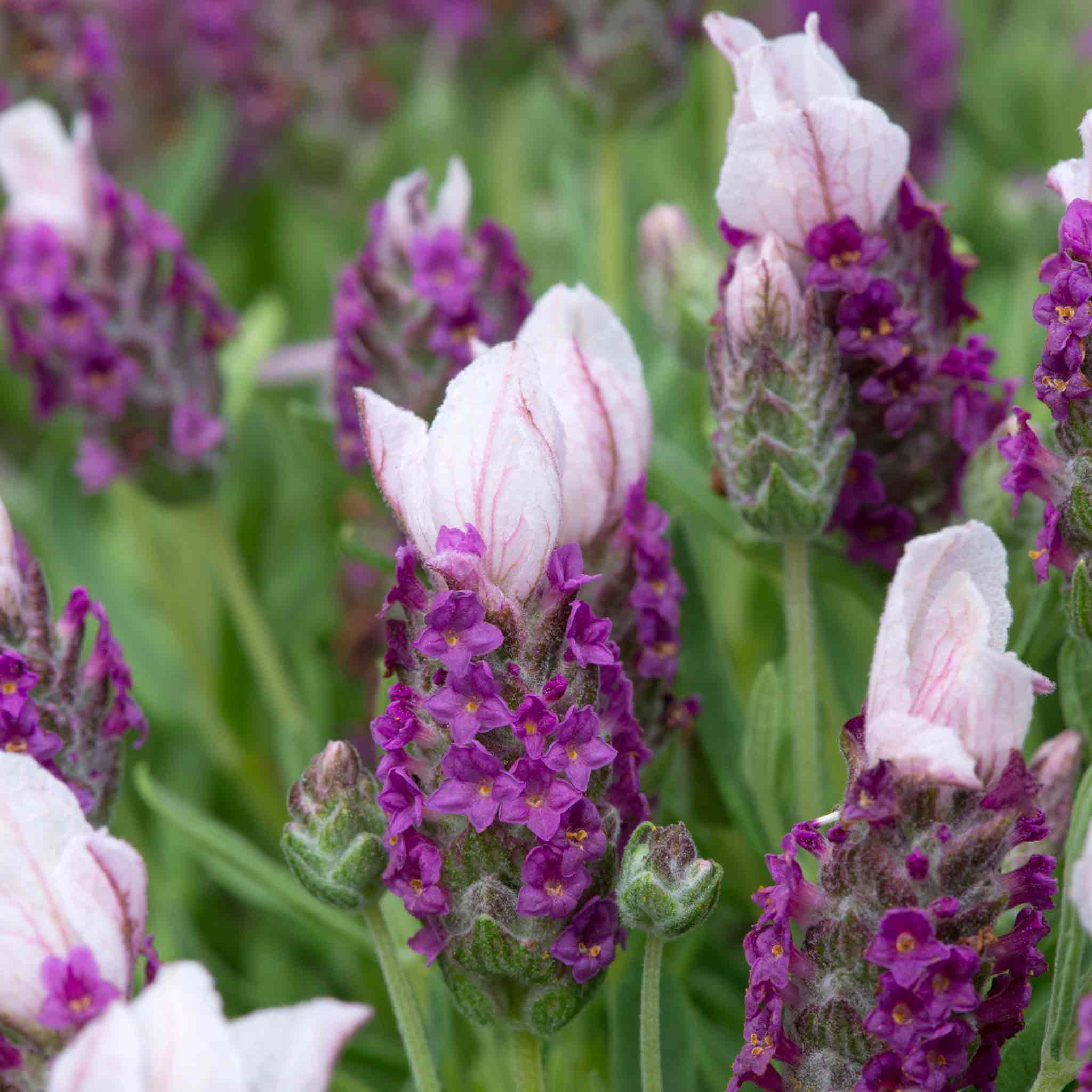 french lavender plants for sale Lavender Plant 'Bandera Pink'
