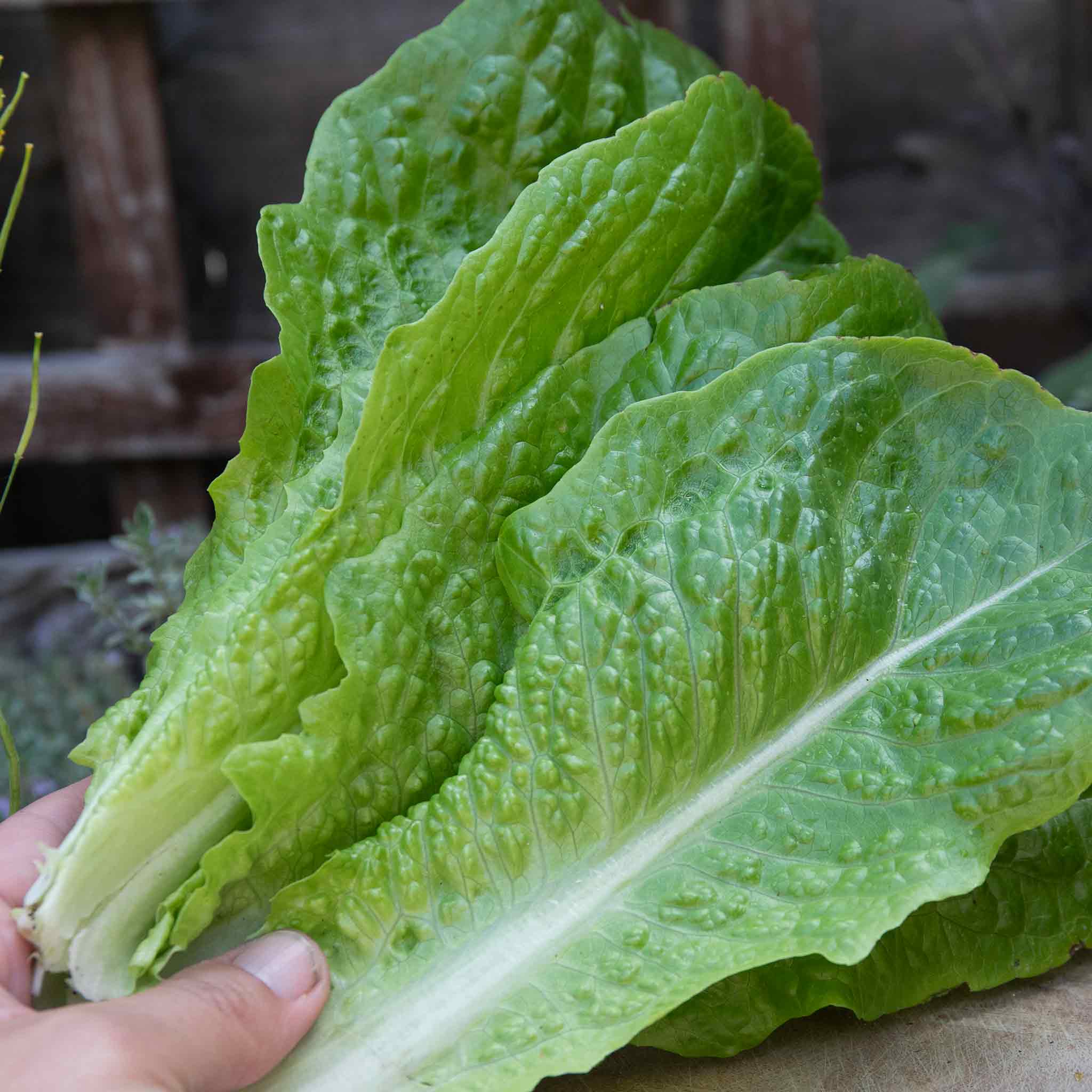 marshalls garden lettuce 'cut and come again' seeds Lettuce Plant 'Cosmic' Cut and Come Again