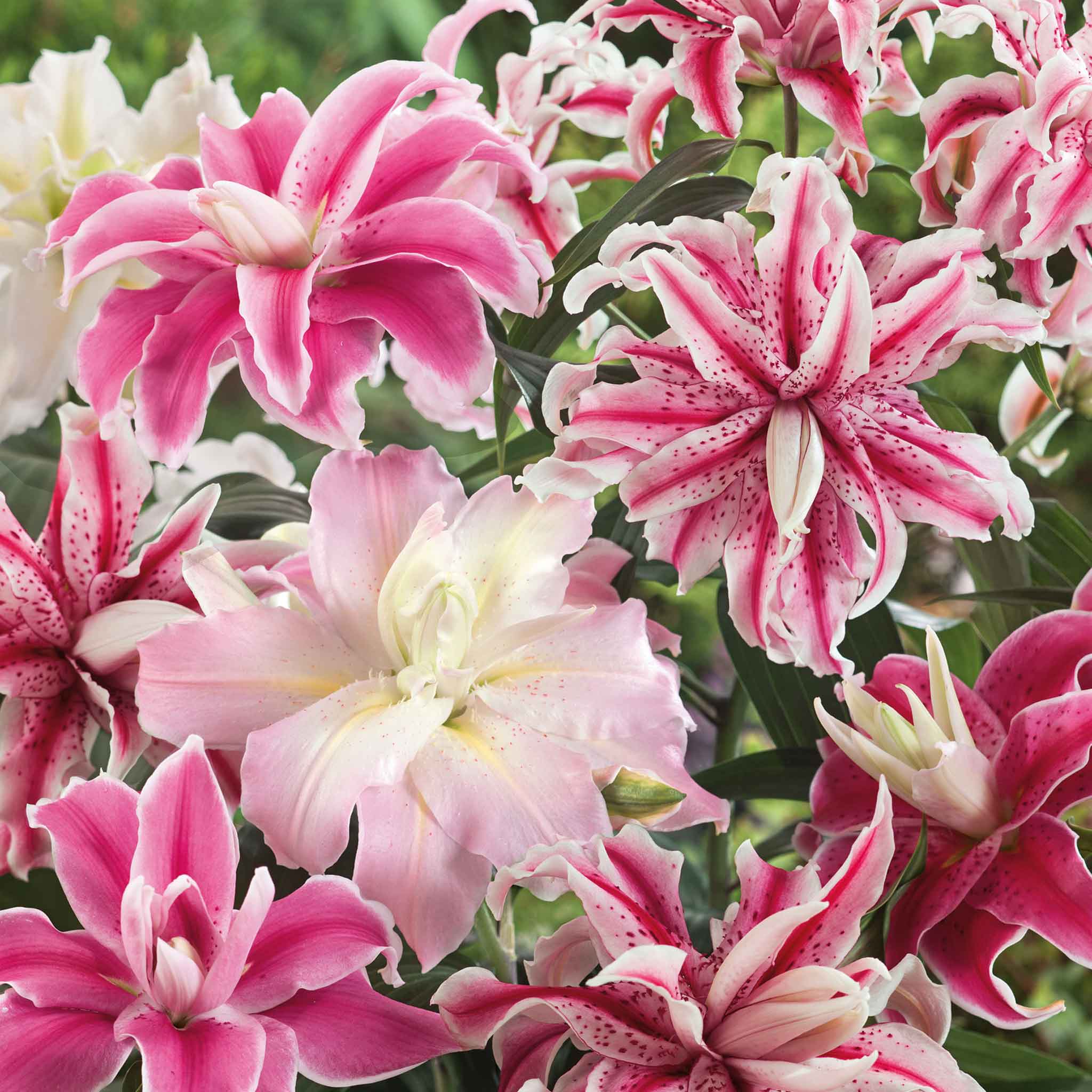 double white oriental lily Lily Bulb 'Oriental Double Mix'