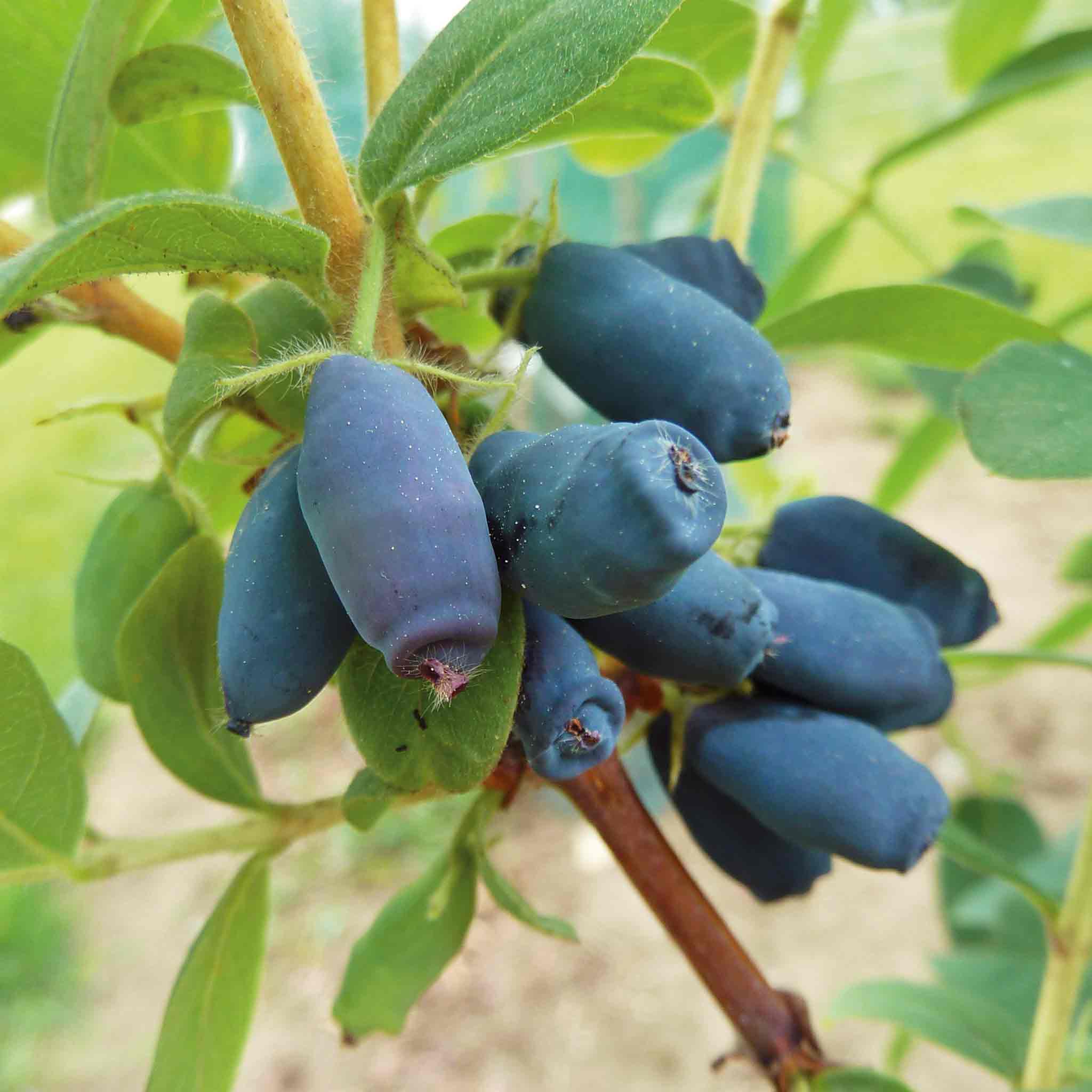 Honeyberry 'Honeybee' - Lonicera caerulea