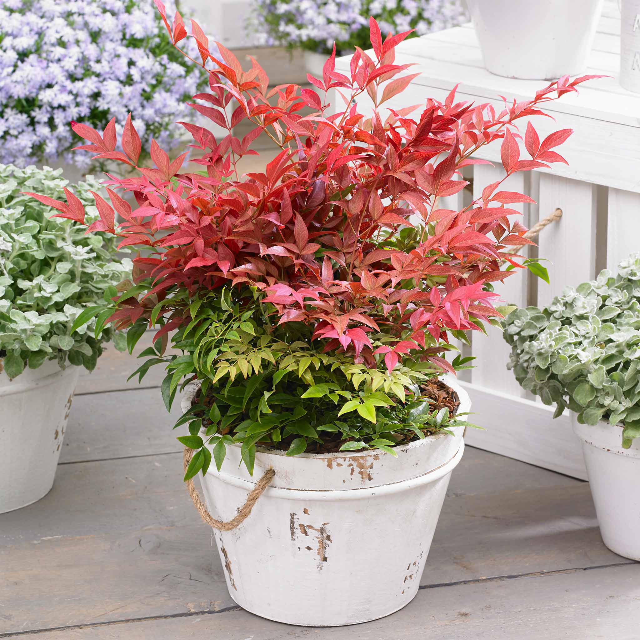 Nandina Dom Plant 'Obsessed'