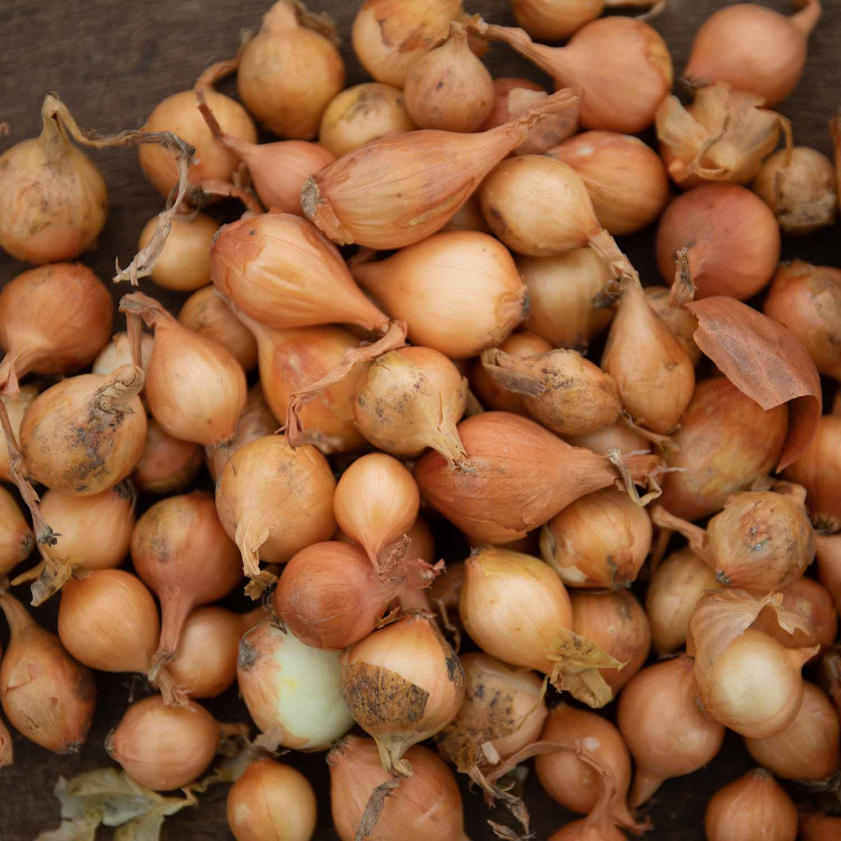 Onion 'Shakespeare' PreRooted Sets Buy Onion Sets Online Onion