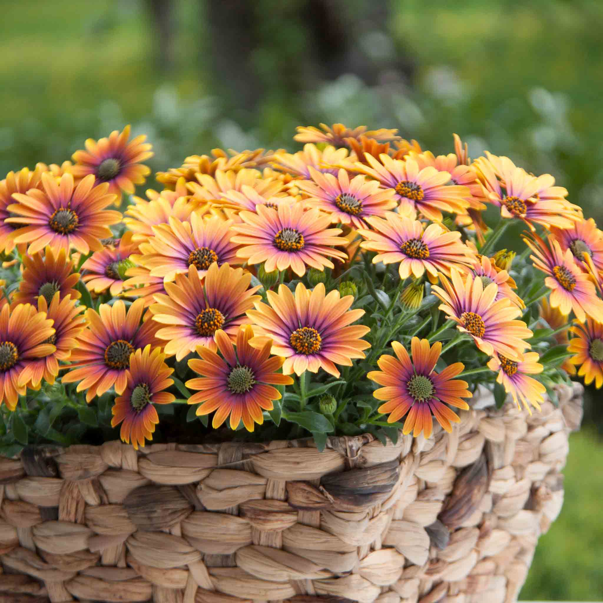 Osteospermum Plant 'Flower Power Purple Sun' | Marshalls Garden