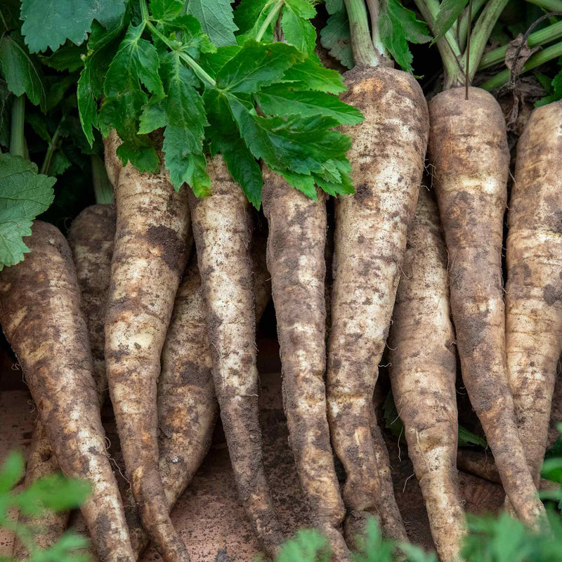 Parsnip Seeds 'Improved Hollow Crowned'