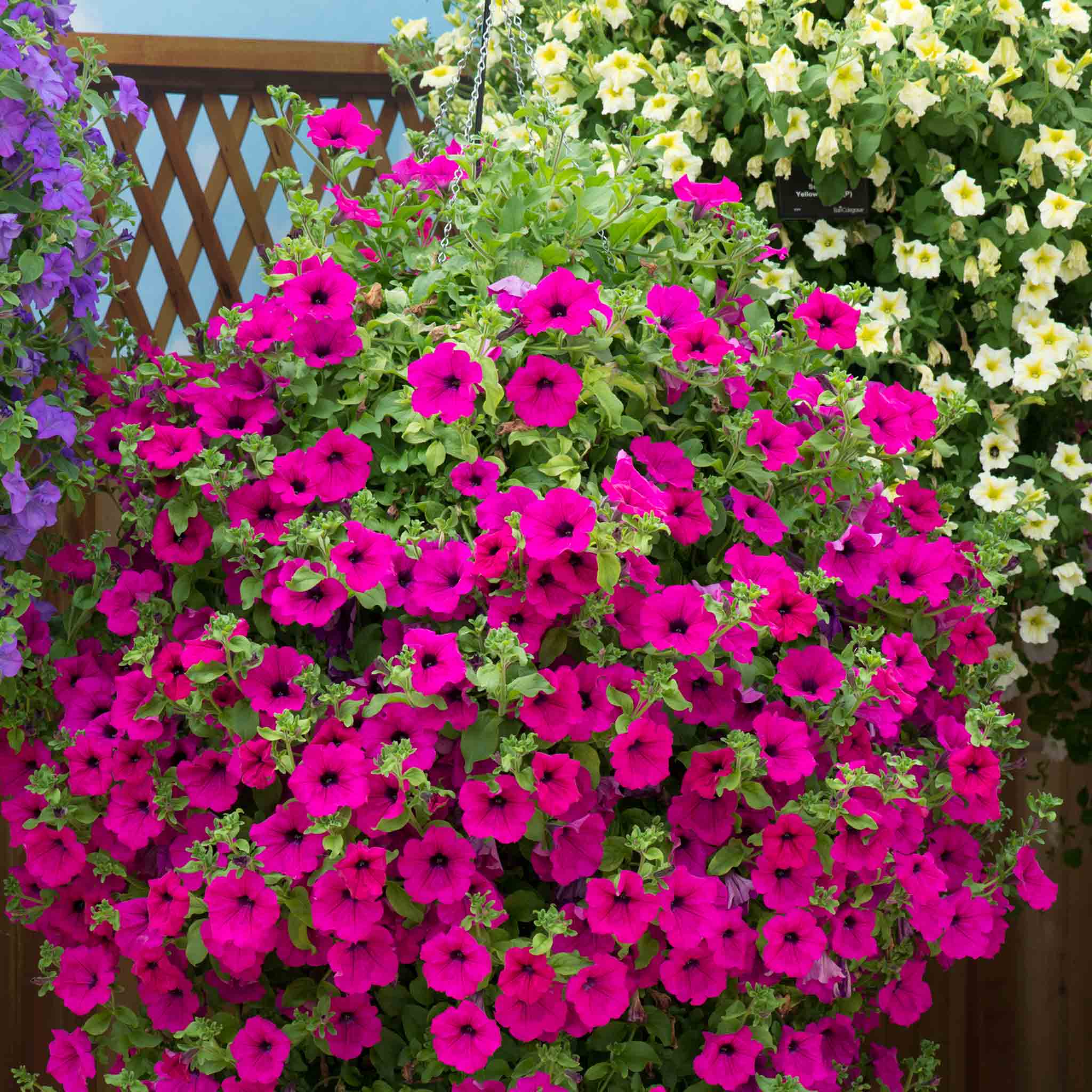 Petunia Plant Surfinia 'Purple'