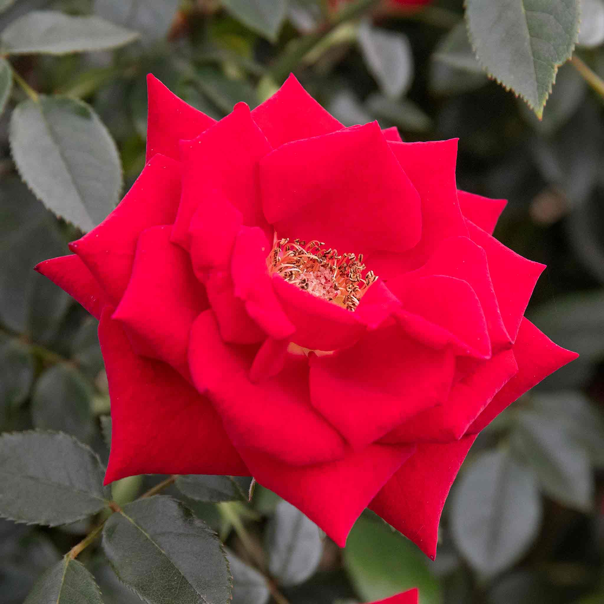 rose-love-knot-marshalls-garden