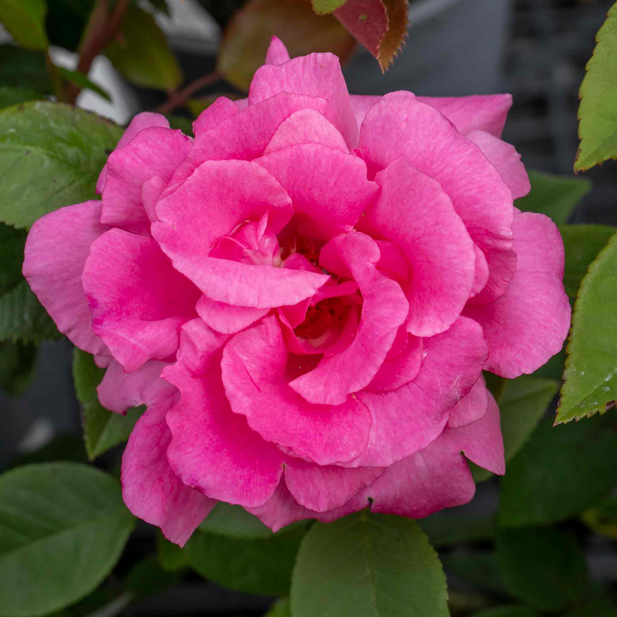 Climbing Rose Plant 'Zephirine Drouhin' | Marshalls Garden