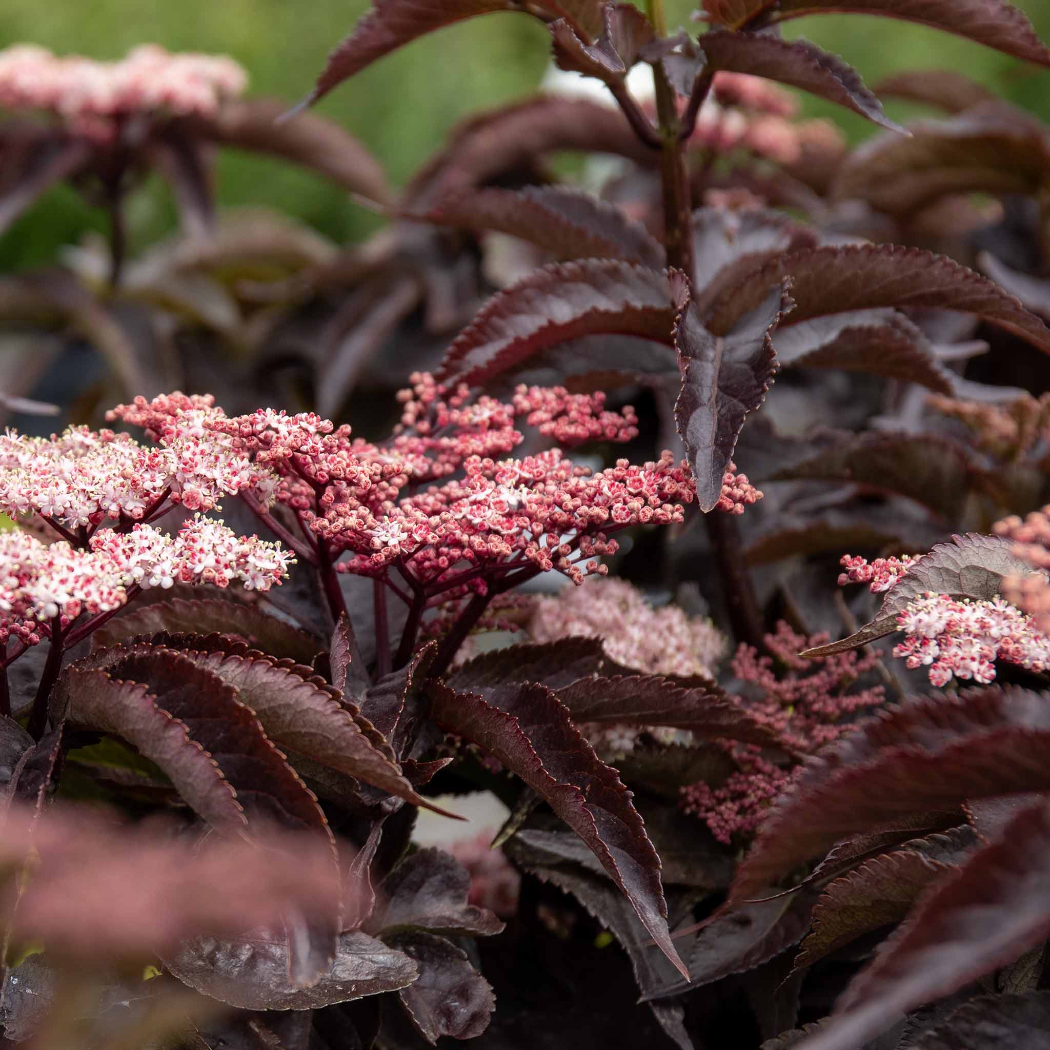 sambucus nigra thundercloud plant Sambucus nigra Plant 'Black Tower'