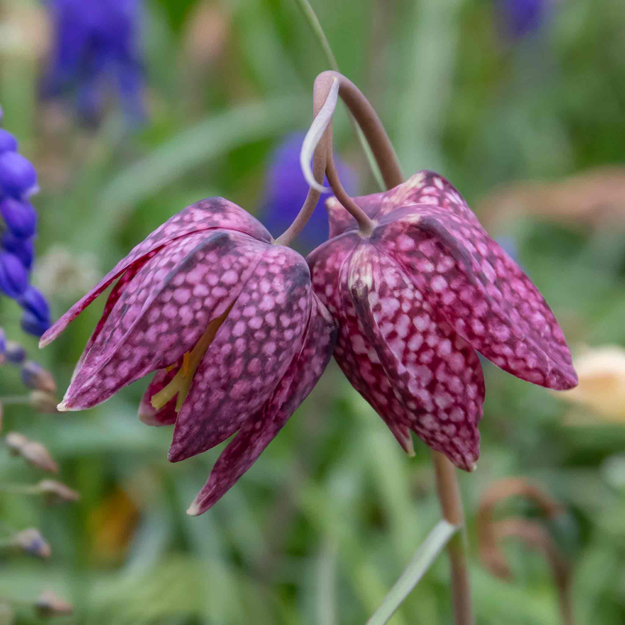 snake's head fritillary bulbs planting Snake's Head Fritillary (Fritillaria Meleagris) Bulbs