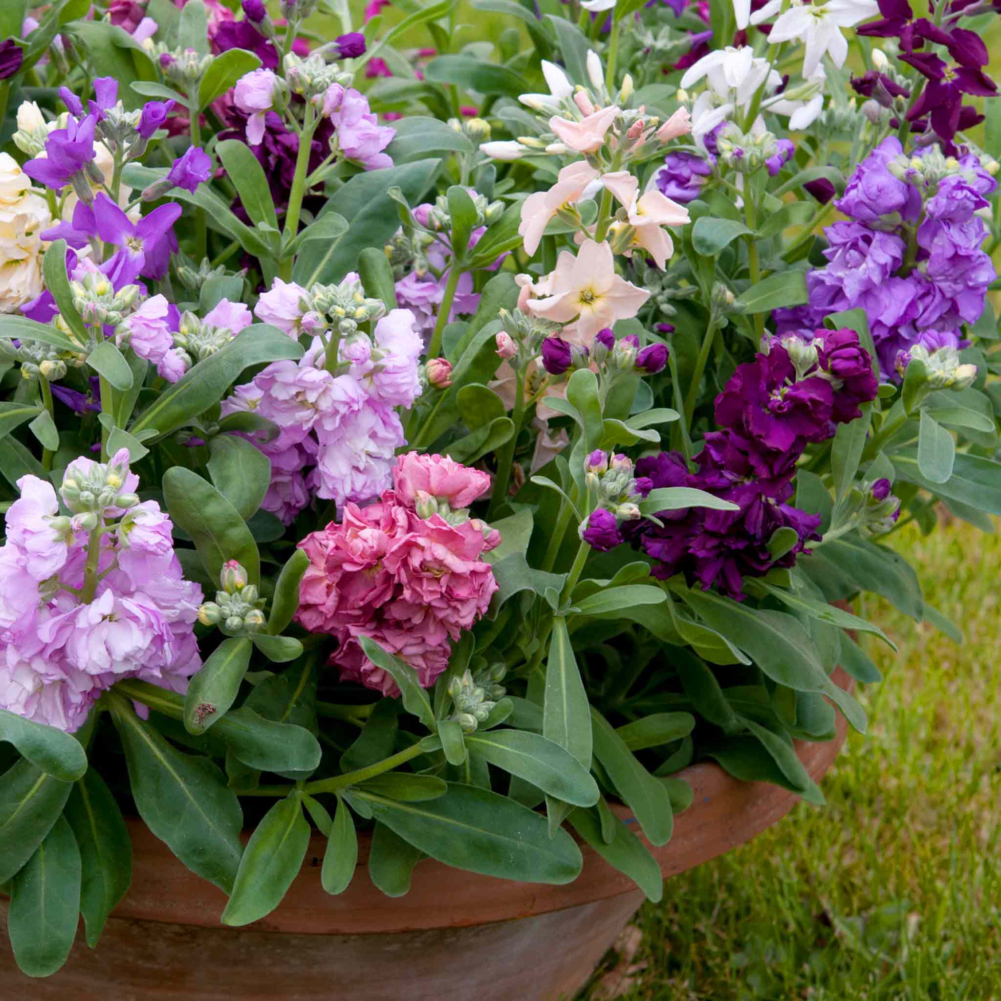 stock plants in pots Stocks Plant 'Vintage Mixed'