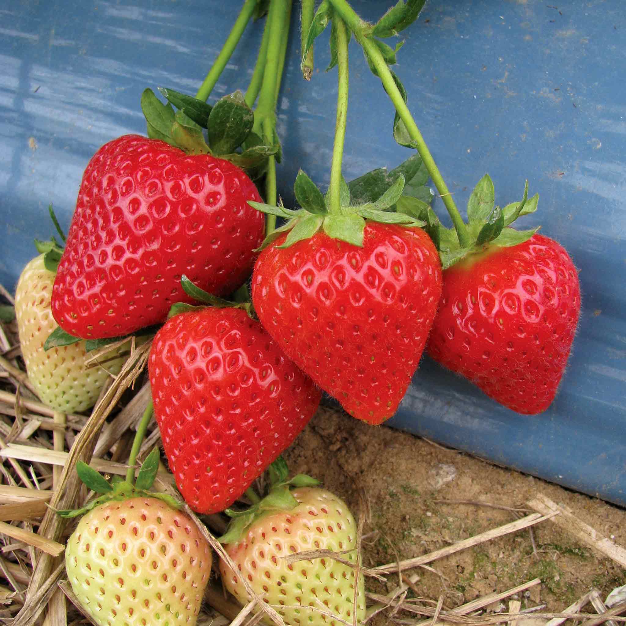 Strawberry Plant Malling Centenary Marshalls Garden strawberry-plant-malling-centenary-marshalls-garden