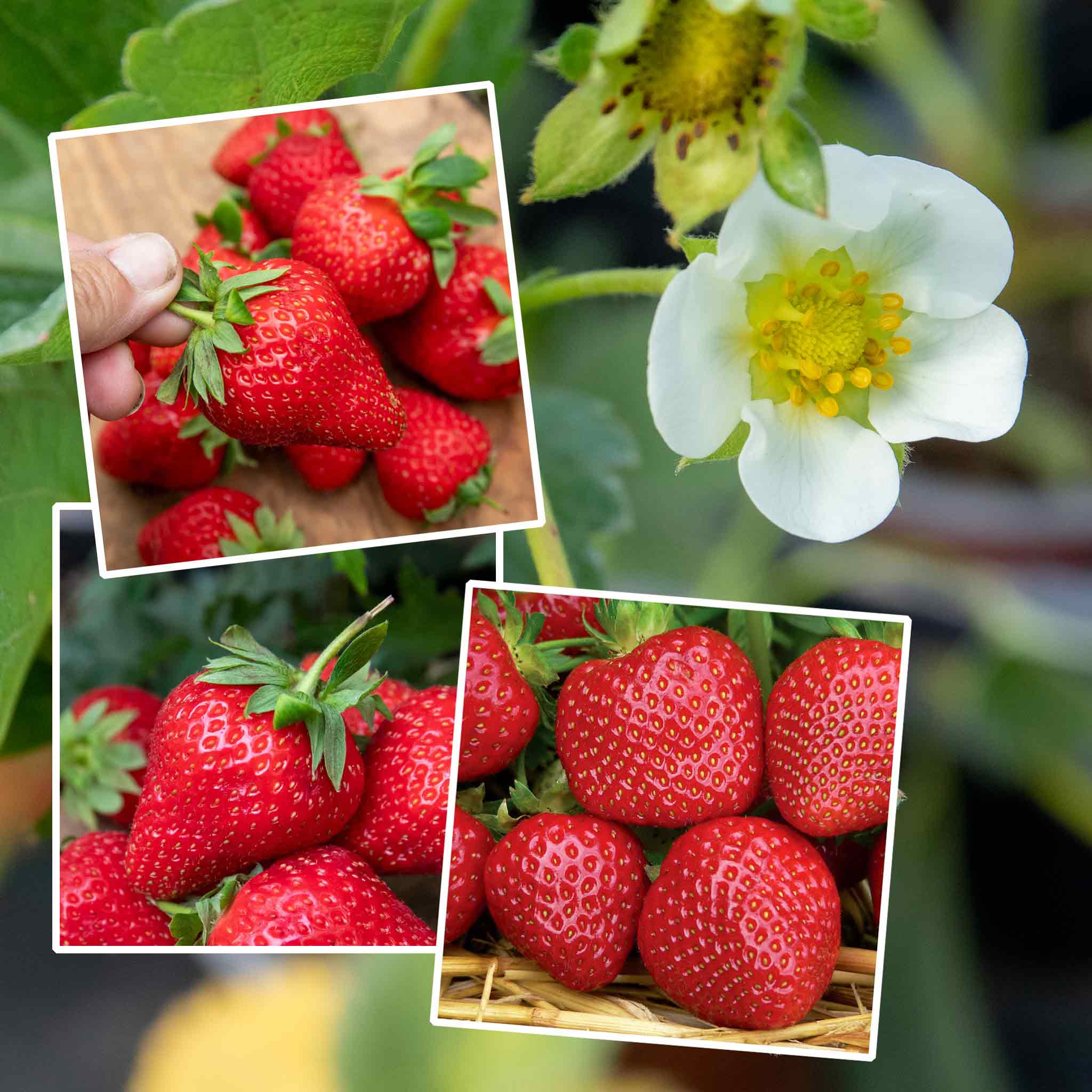 marshall strawberry seeds Strawberry Plants 'All Season Space Saver' Collection