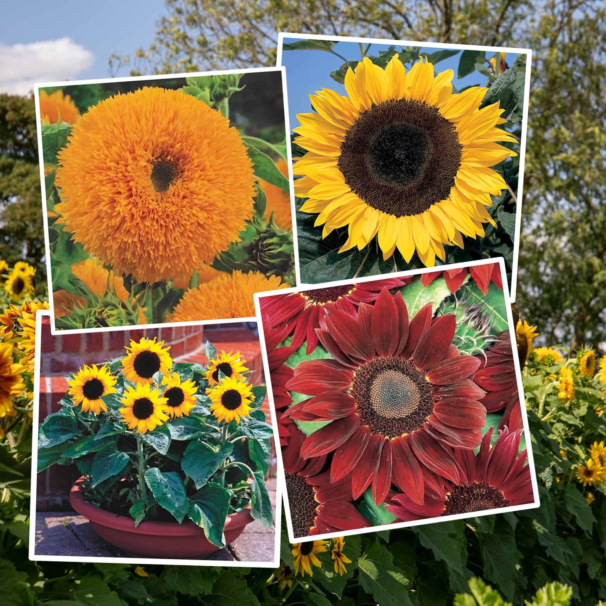 Sunflower Seeds 'Allsorts' 4 in 1 Collection | Marshalls Garden