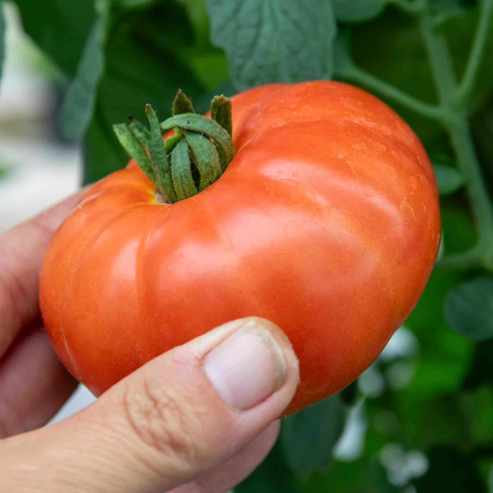 サラマンダー Bush Tomato Plant 'Super Marmande' | Marshalls Garden