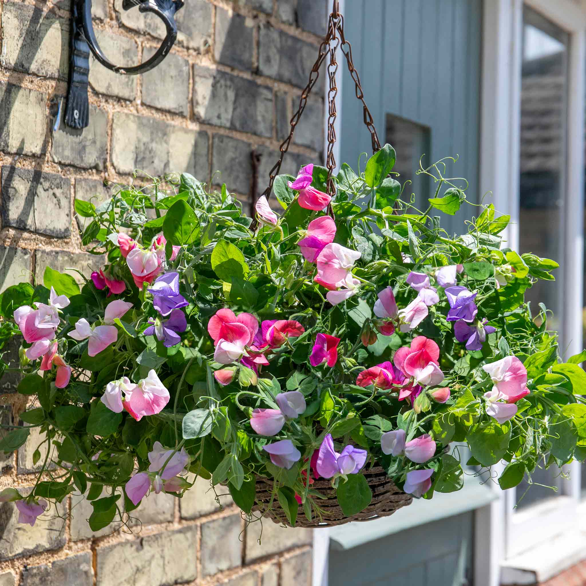 pea hanging plant Sweet Pea Plant 'Cupid Mix'