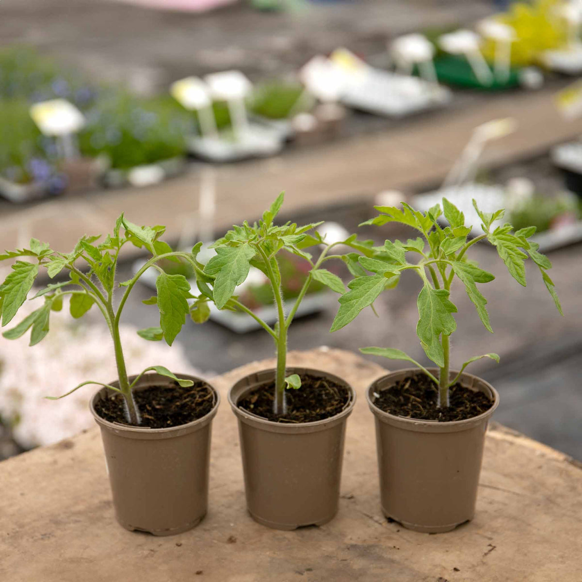 Tomato 'Totem' 9cm Plants Mid May Despatch Buy Tomato Plants Online