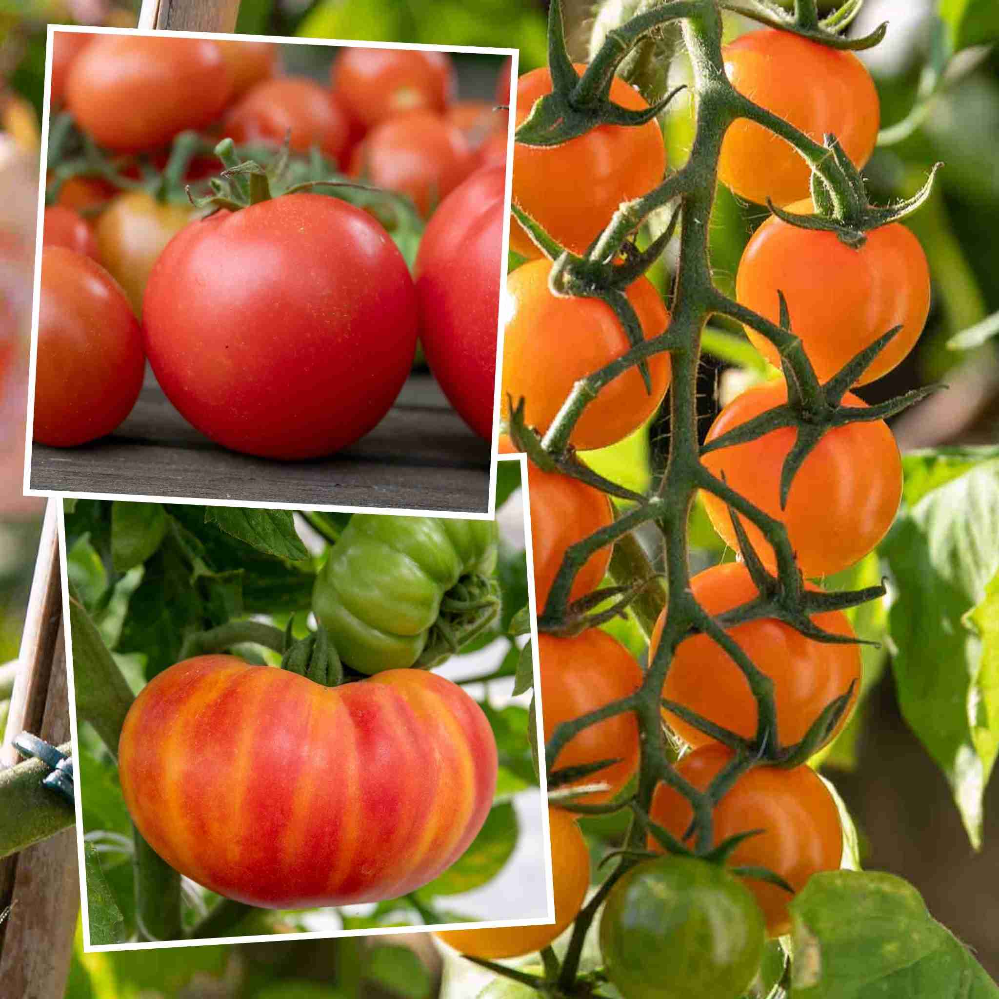 succulent tomatoes Tomato Plant 'Sweetest Collection'