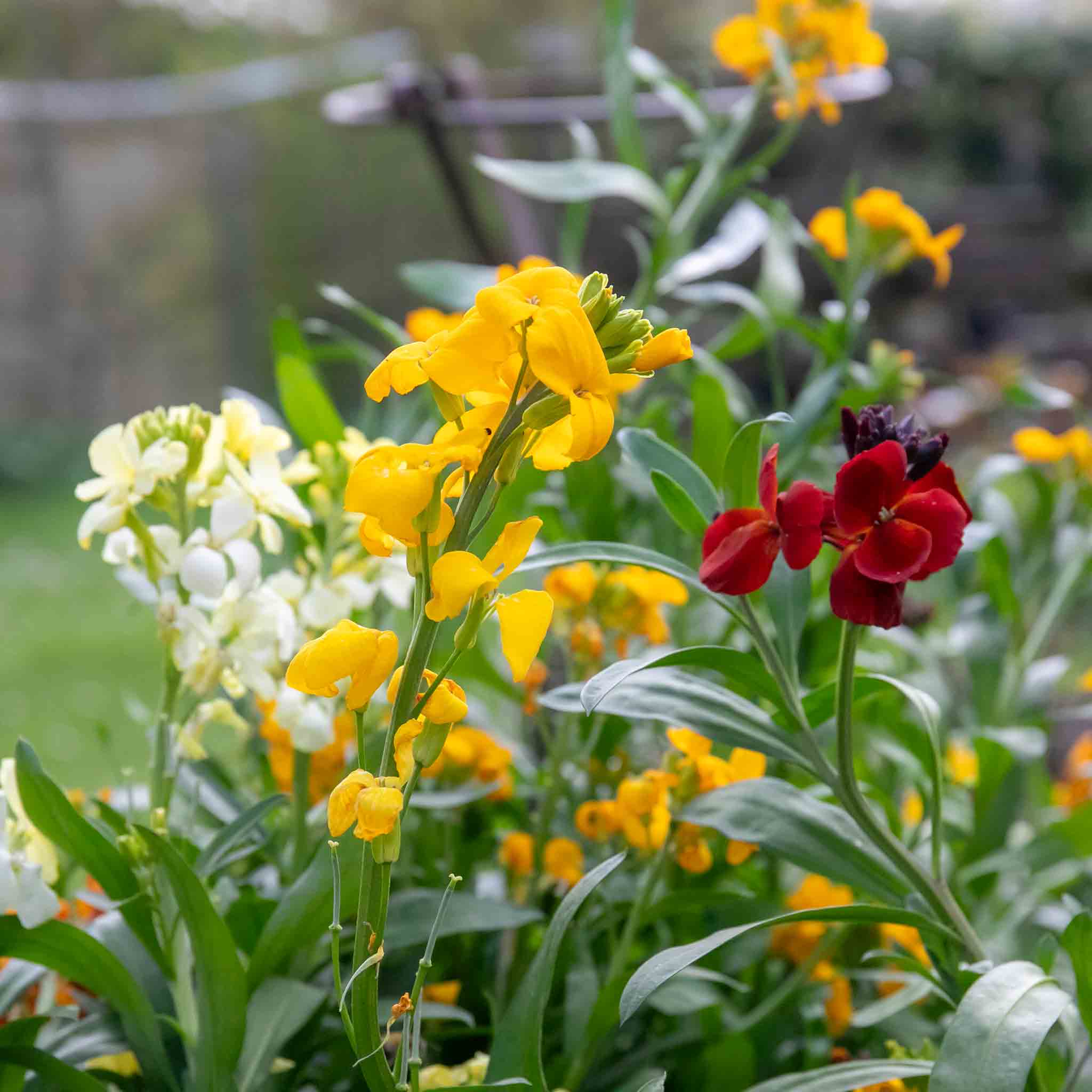 Wallflowers-IH-Mar-24-11.jpg?v