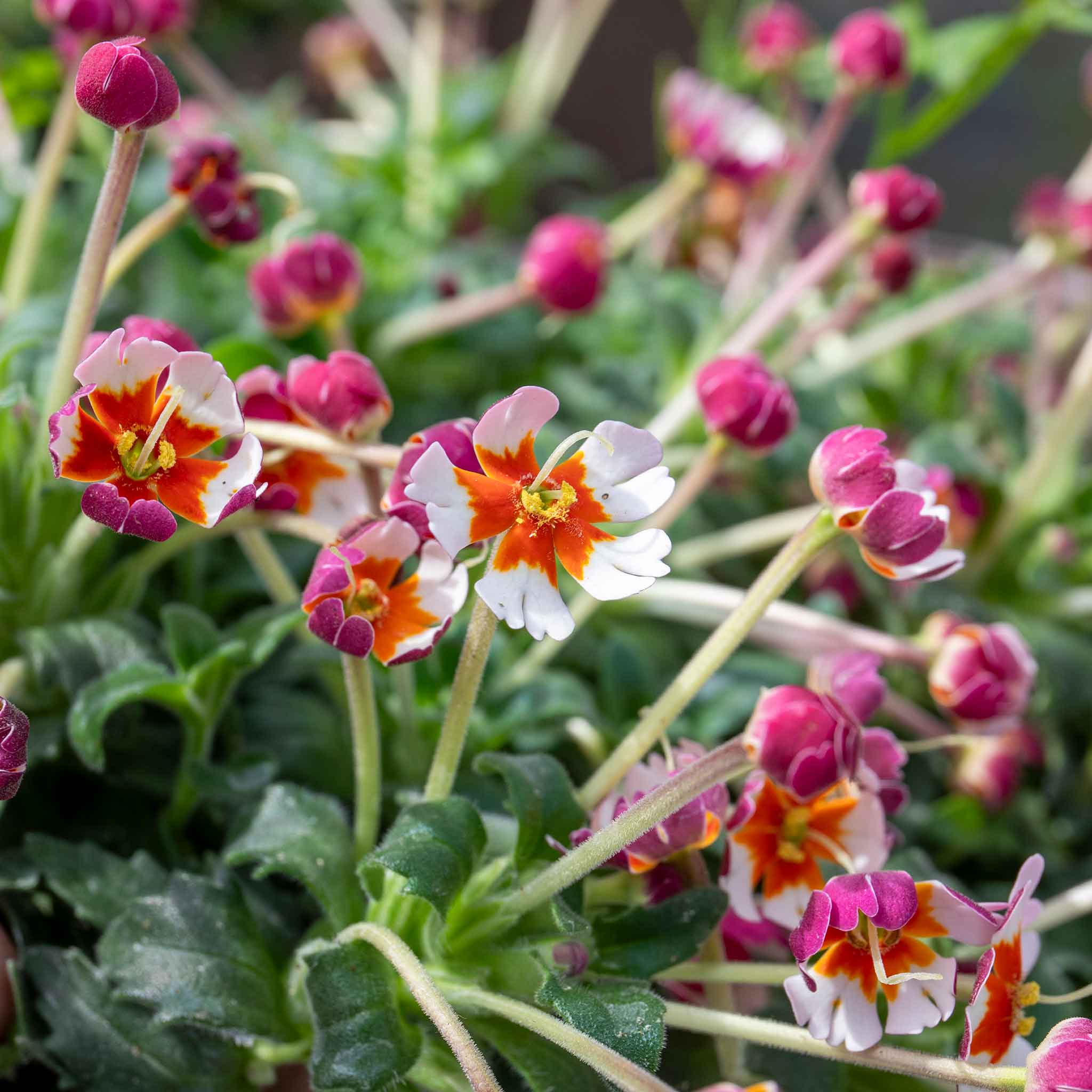 Zaluzianskya Plant 'Orange Eye' | Marshalls Garden