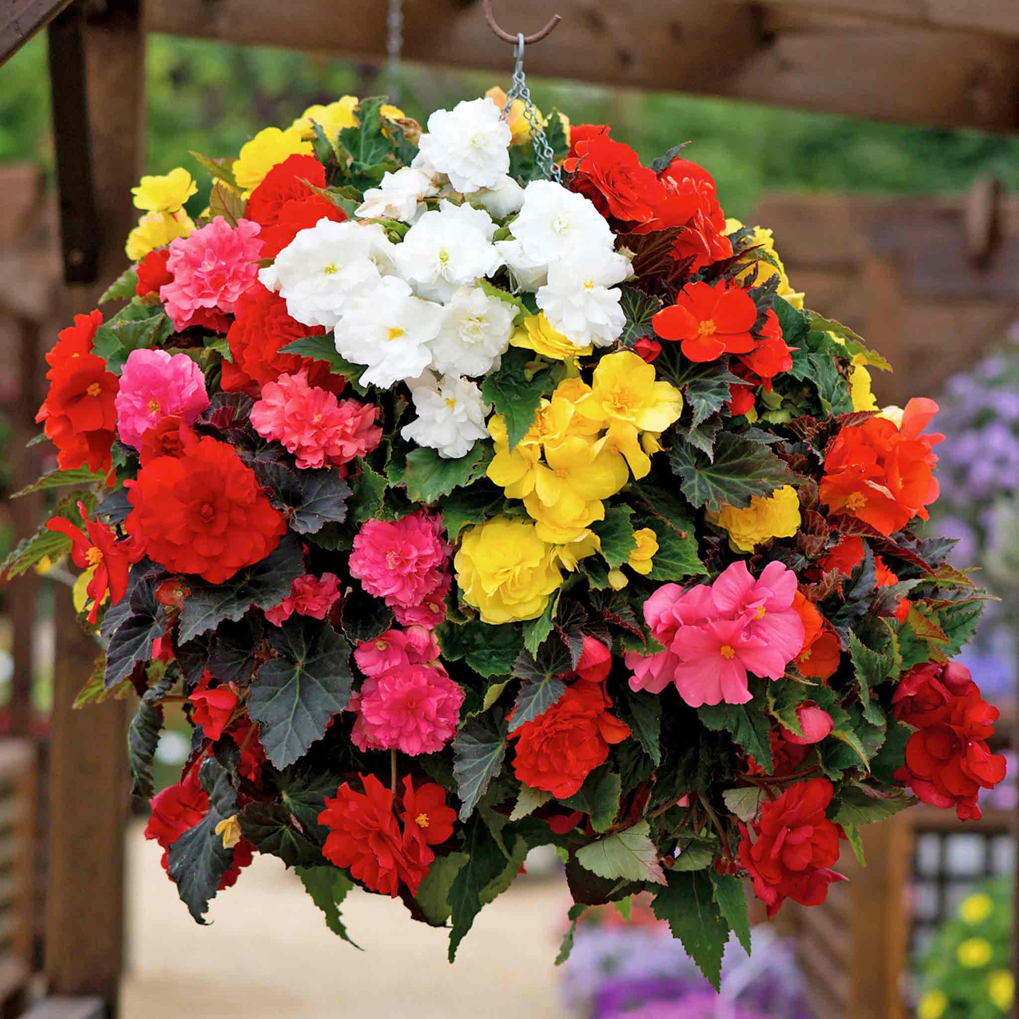 Begonia Plant 'Non-Stop Mix' | Marshalls Garden