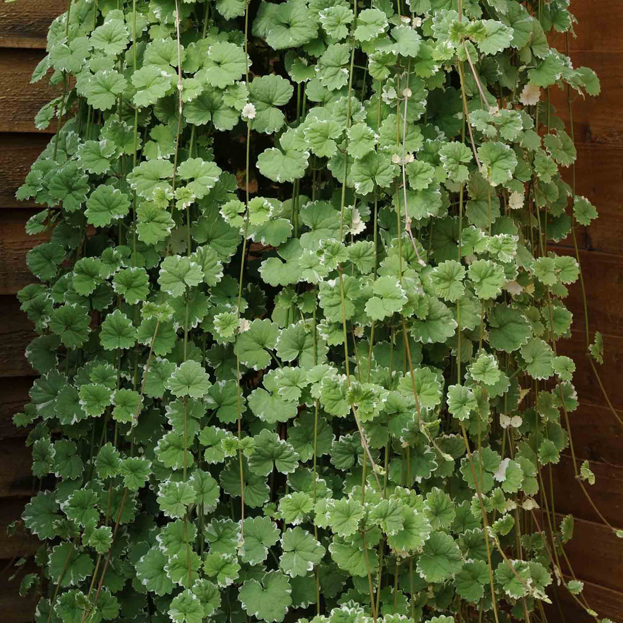 Nepeta Plant 'Variegated'