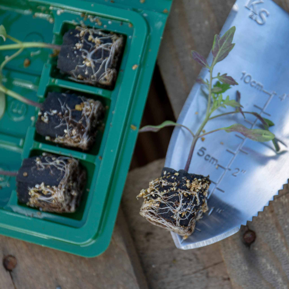 Tomato 'Costoluto Fiorentina' 3 Plugs Mid Apr Despatch Buy Tomato