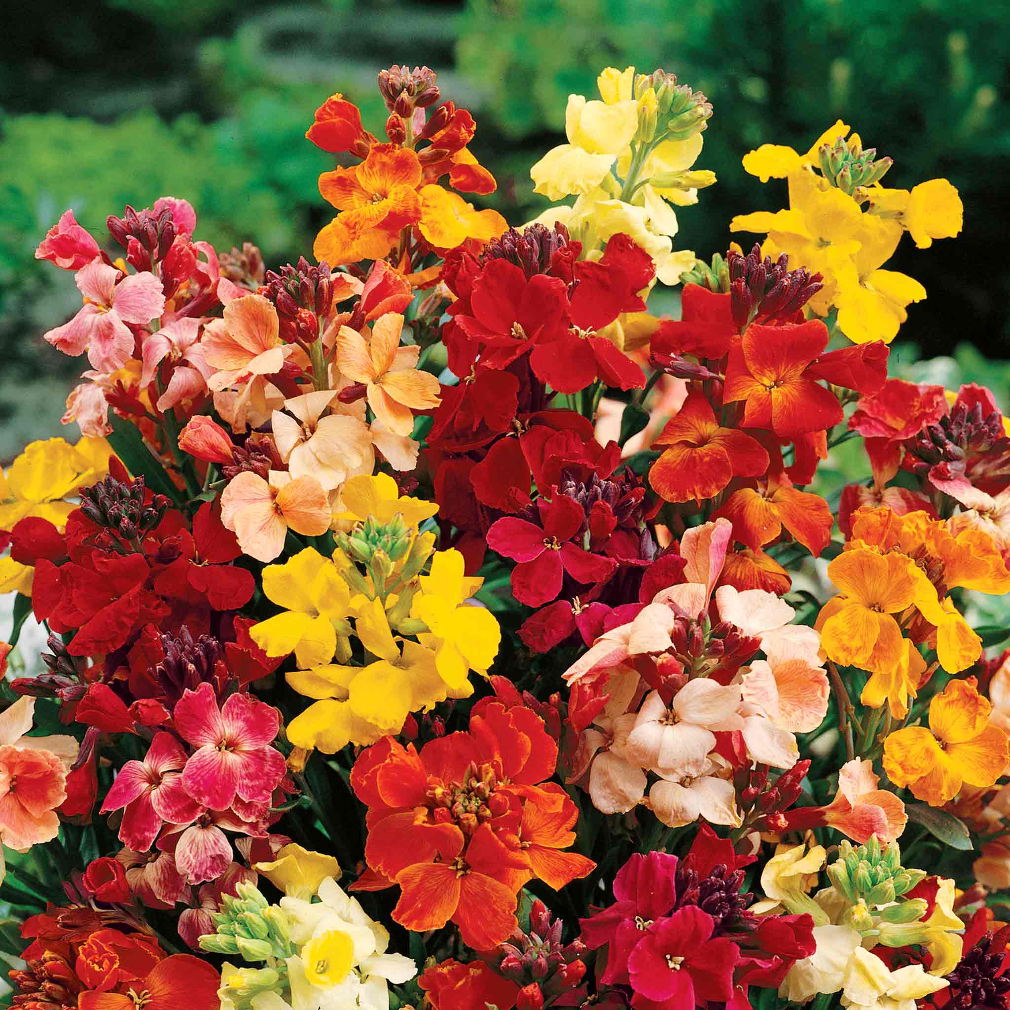 Wallflower Plant 'Dwarf Mixed' | Marshalls Garden