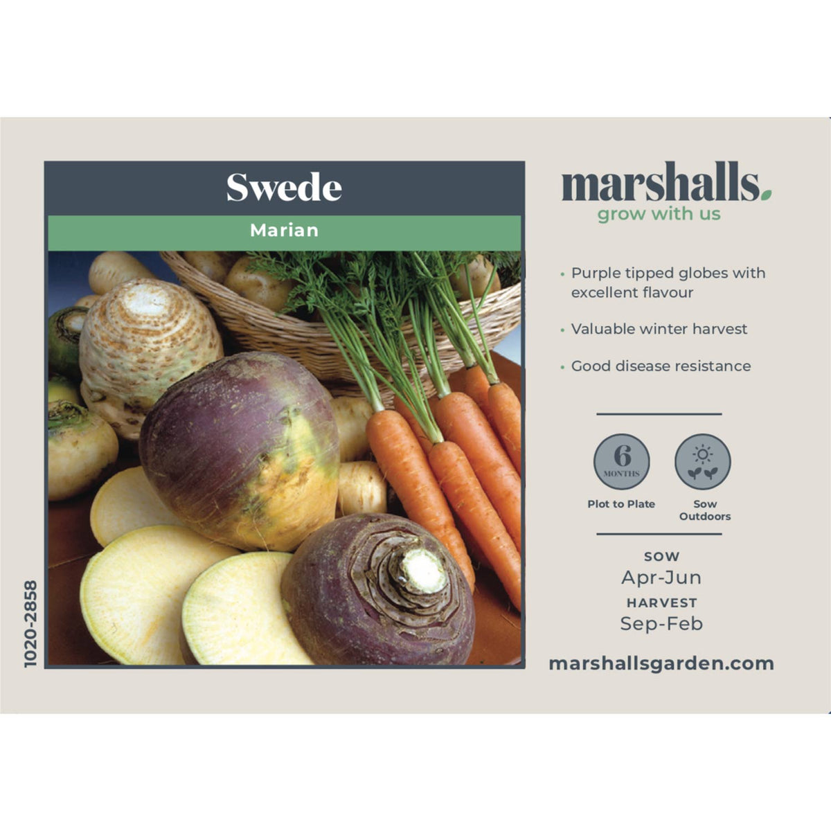 Swede Seeds - 250 Swede Marian Seeds - Very Hardy OverWinter UK