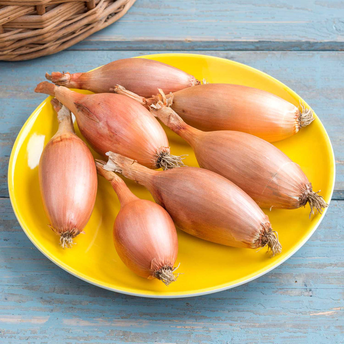 Shallot Seeds 'Elista' Buy Shallot Seeds Online Shallot Seeds for Sale Marshalls Garden