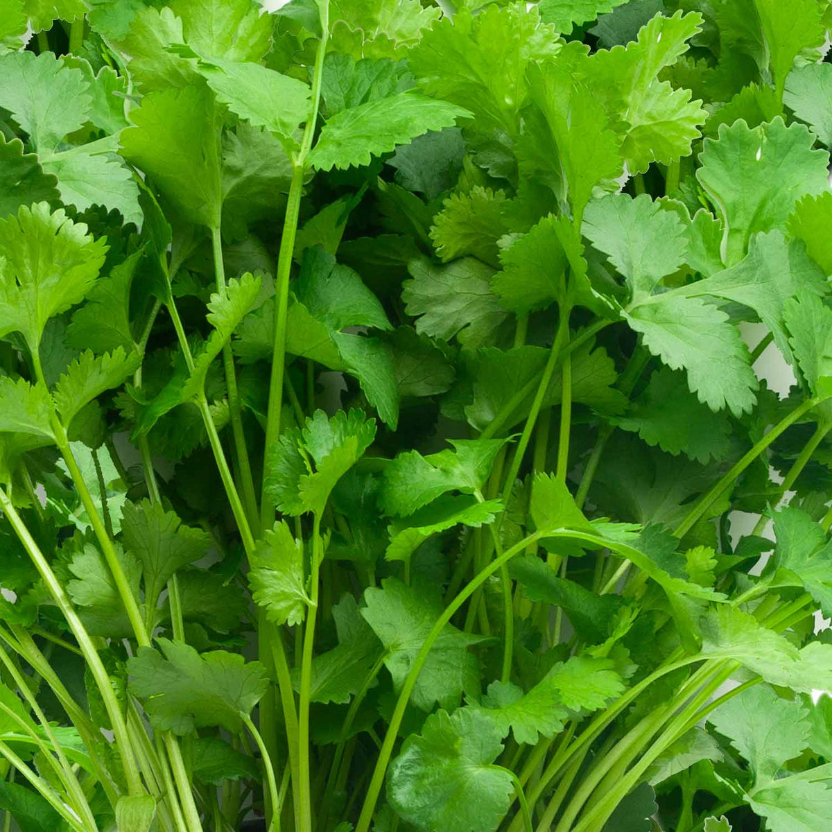 Coriander Seeds 'Cruiser' Buy Coriander Seeds Online Coriander
