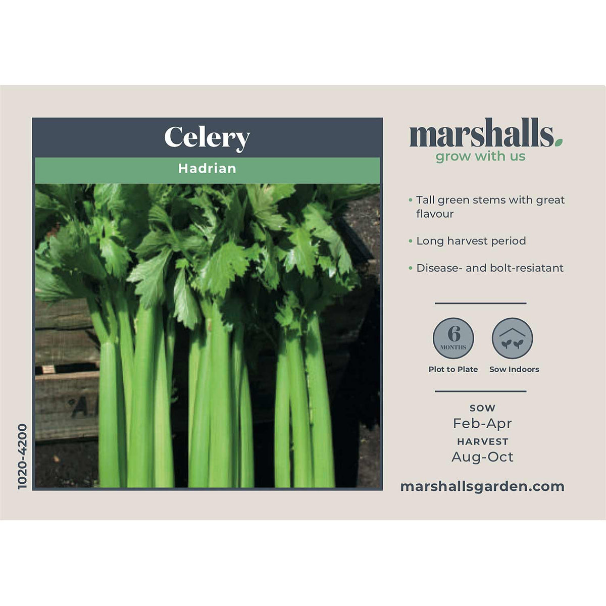 Celery for profit. Celery. [from old catalog]. 16 CELER V FOR PROFIT. shown  in Fig. i. We thus obtain fine-looking, short, stocky plants, and they will  be all right, when we