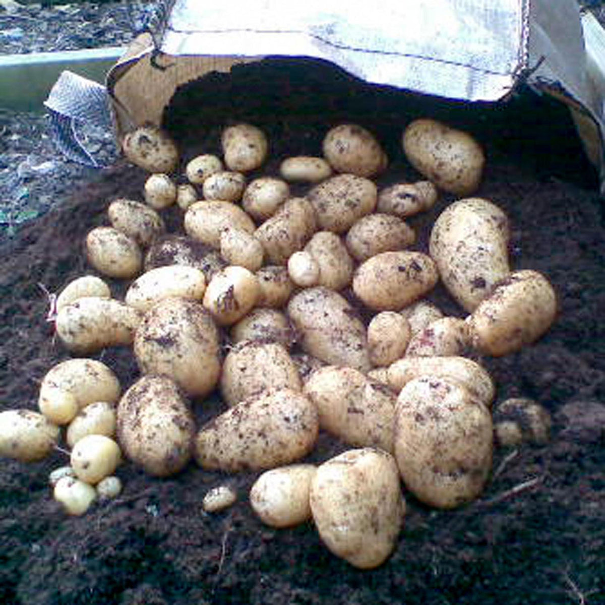 Arran Pilot Seed Potatoes 2kg Buy Seed Potatoes Online Seed