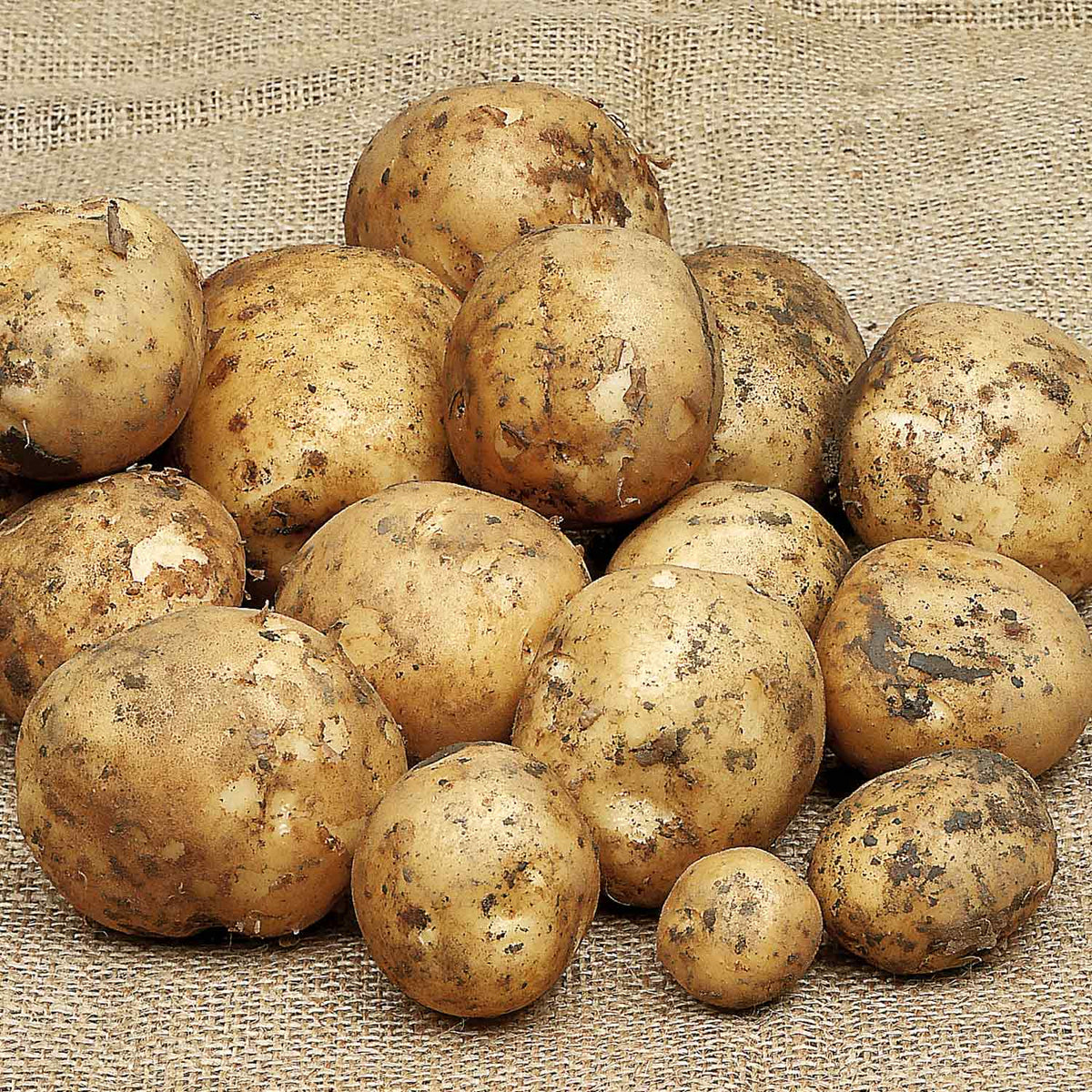 Seed Potato 'Duke of York' 1kg Buy Seed Potatoes Online Seed