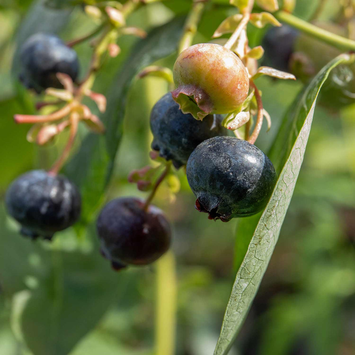 Blueberry 'Bluegold' 5Ltr Potted Plant Buy Blueberry Plants Online